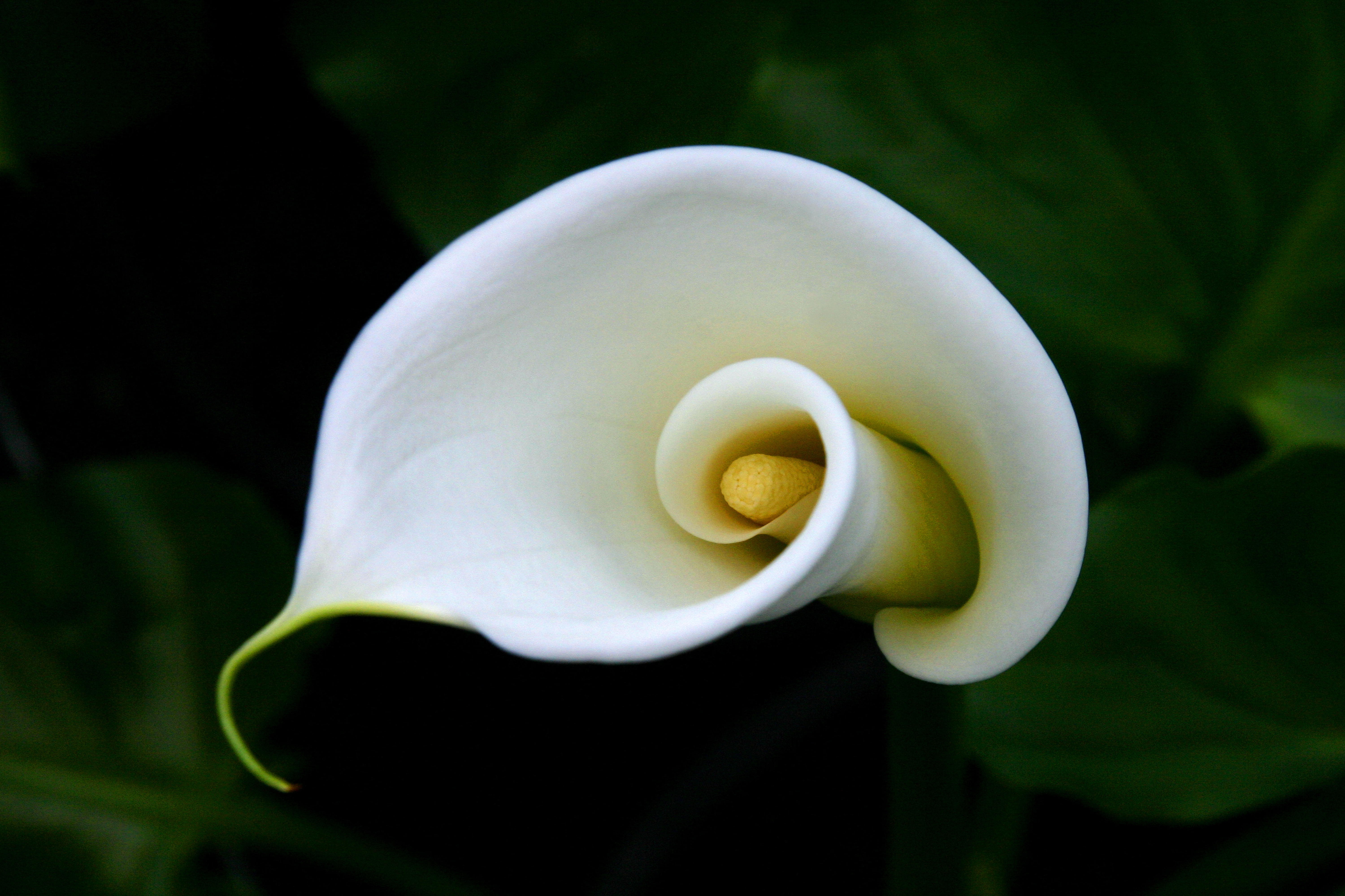 Calla Calla Lily Macro 6000x4000