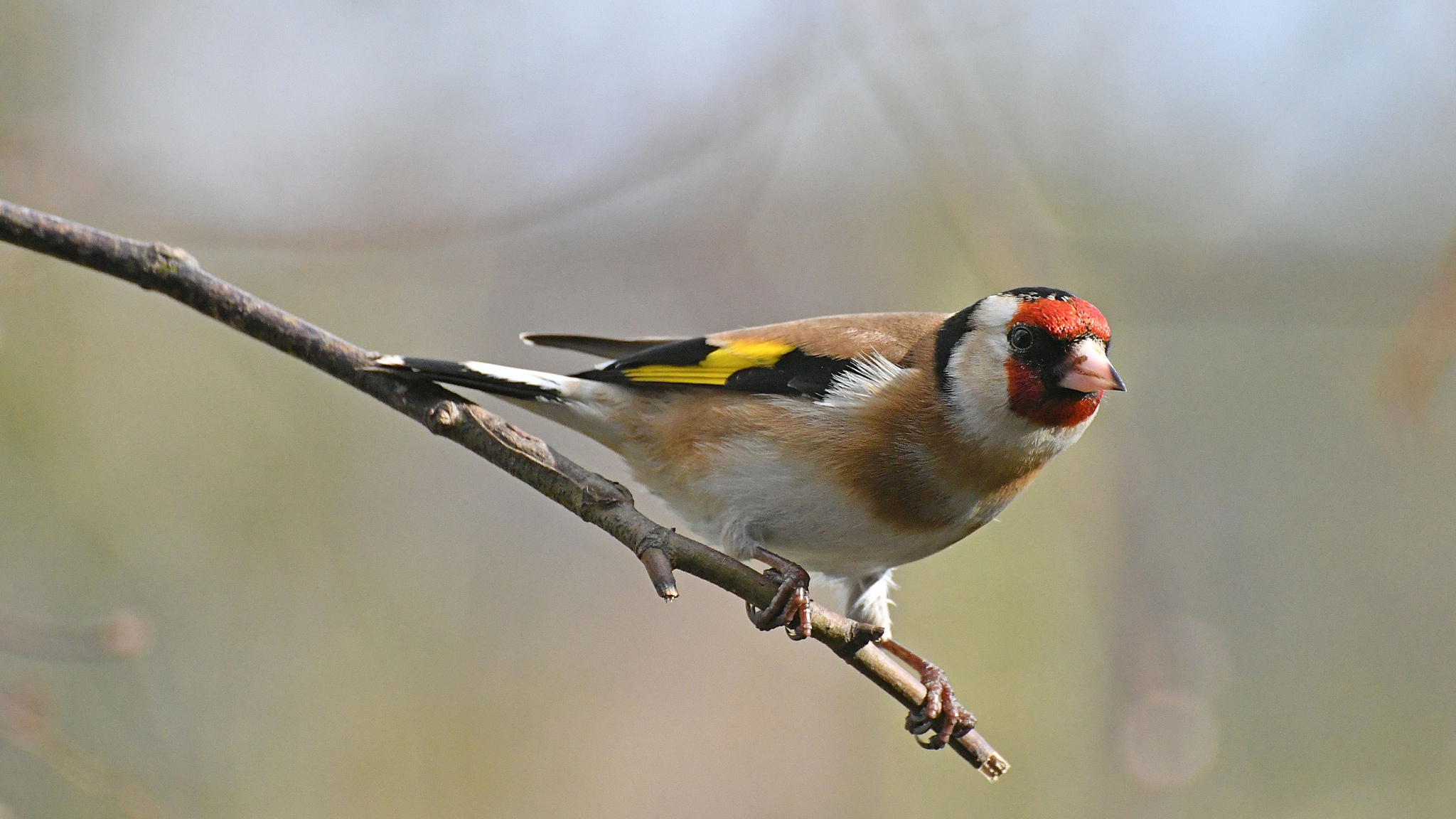 Bird Goldfinch Wildlife 2048x1152