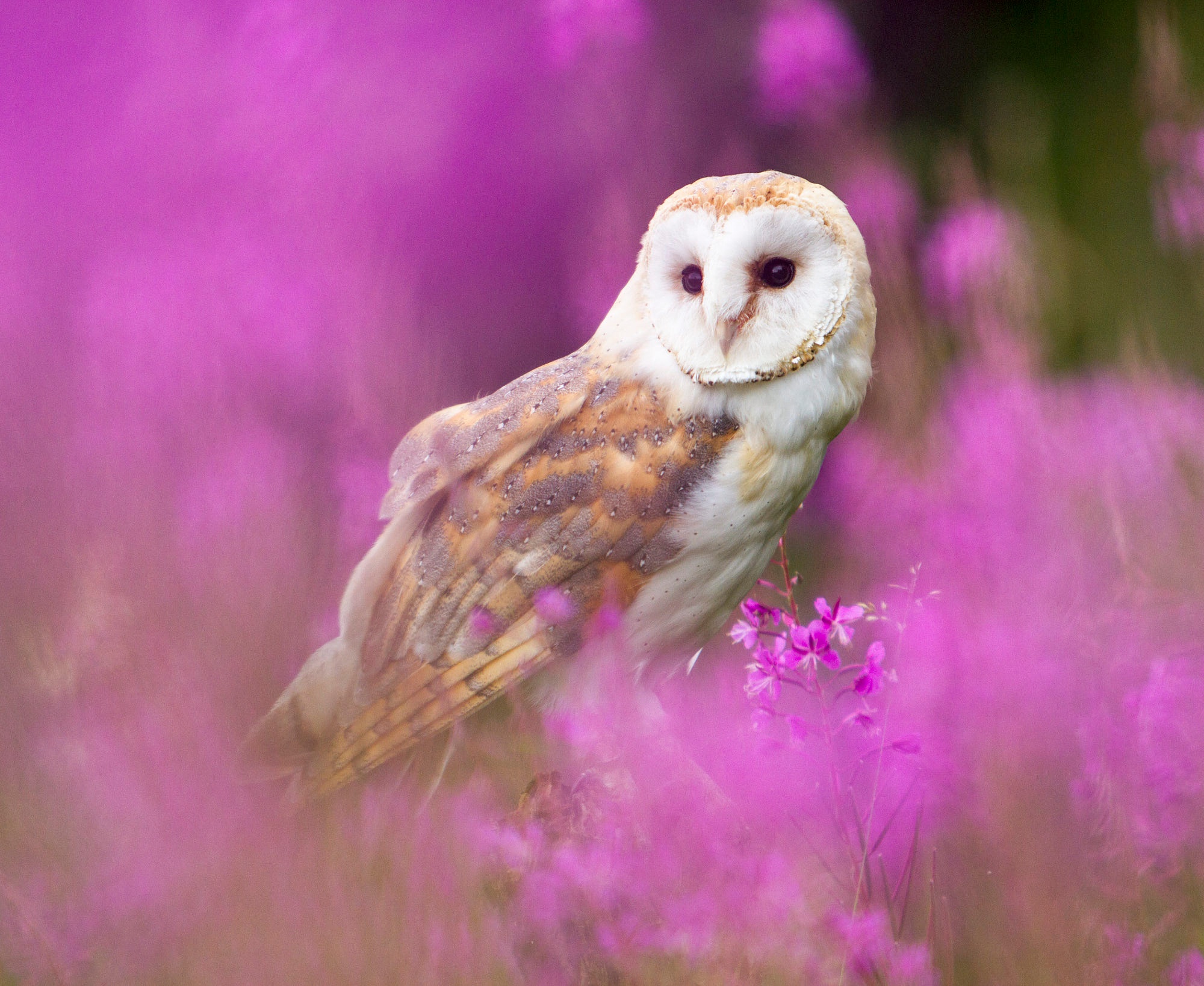Barn Owl Bird Flower Owl Wildlife 2000x1638