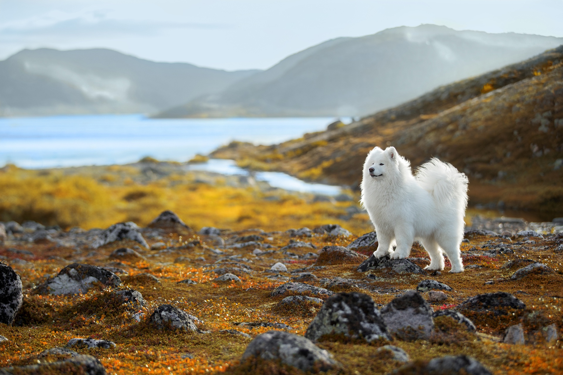 Depth Of Field Dog Pet Samoyed 1920x1279