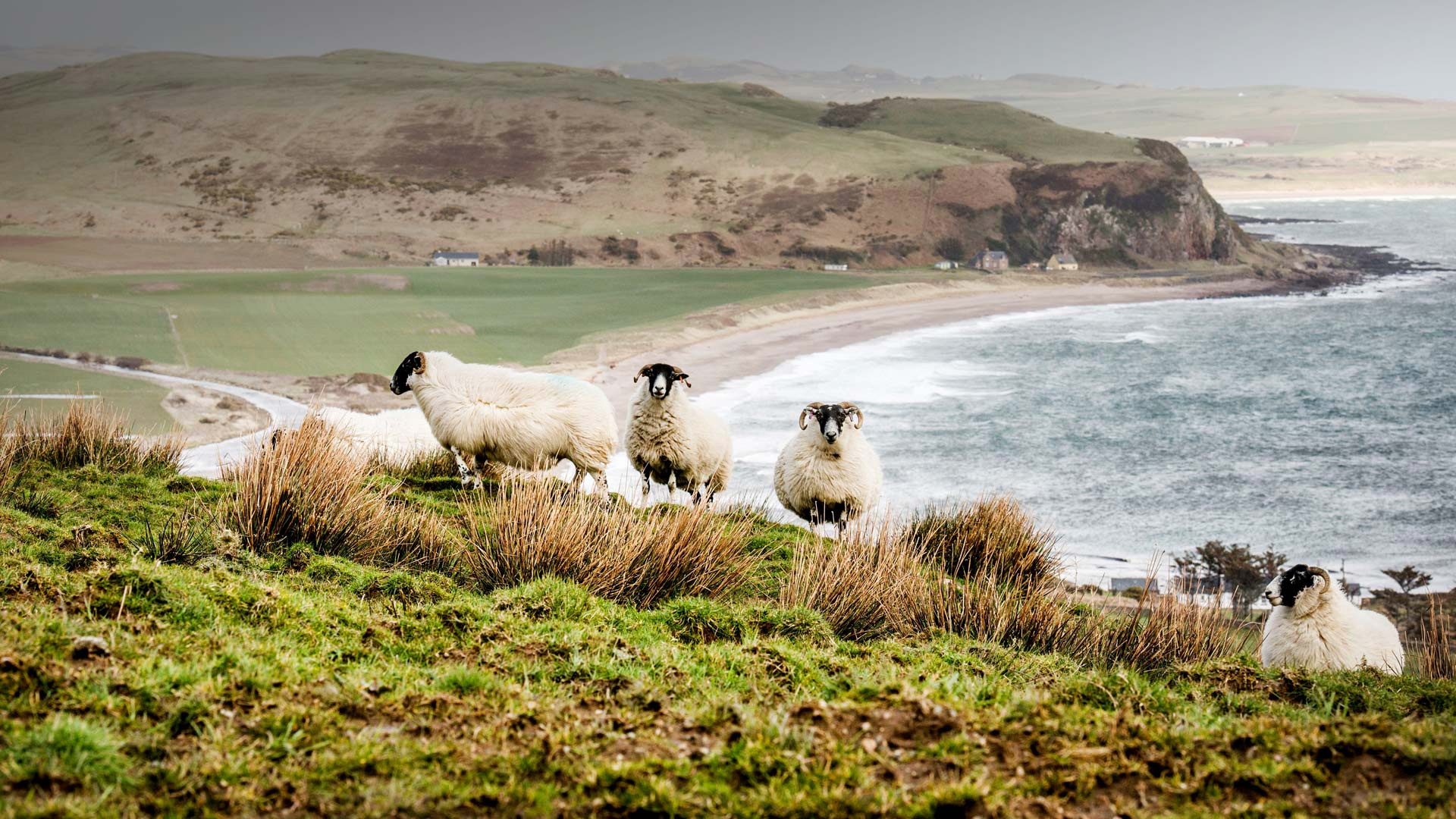 Beach Coastline Landscape Sheep 1920x1080