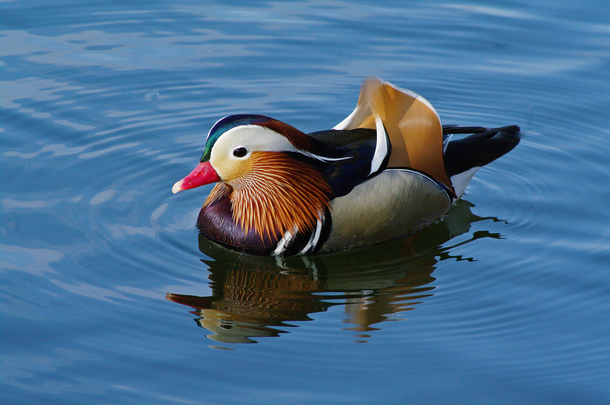 Bird Duck Mandarin Duck Reflection 2048x1362