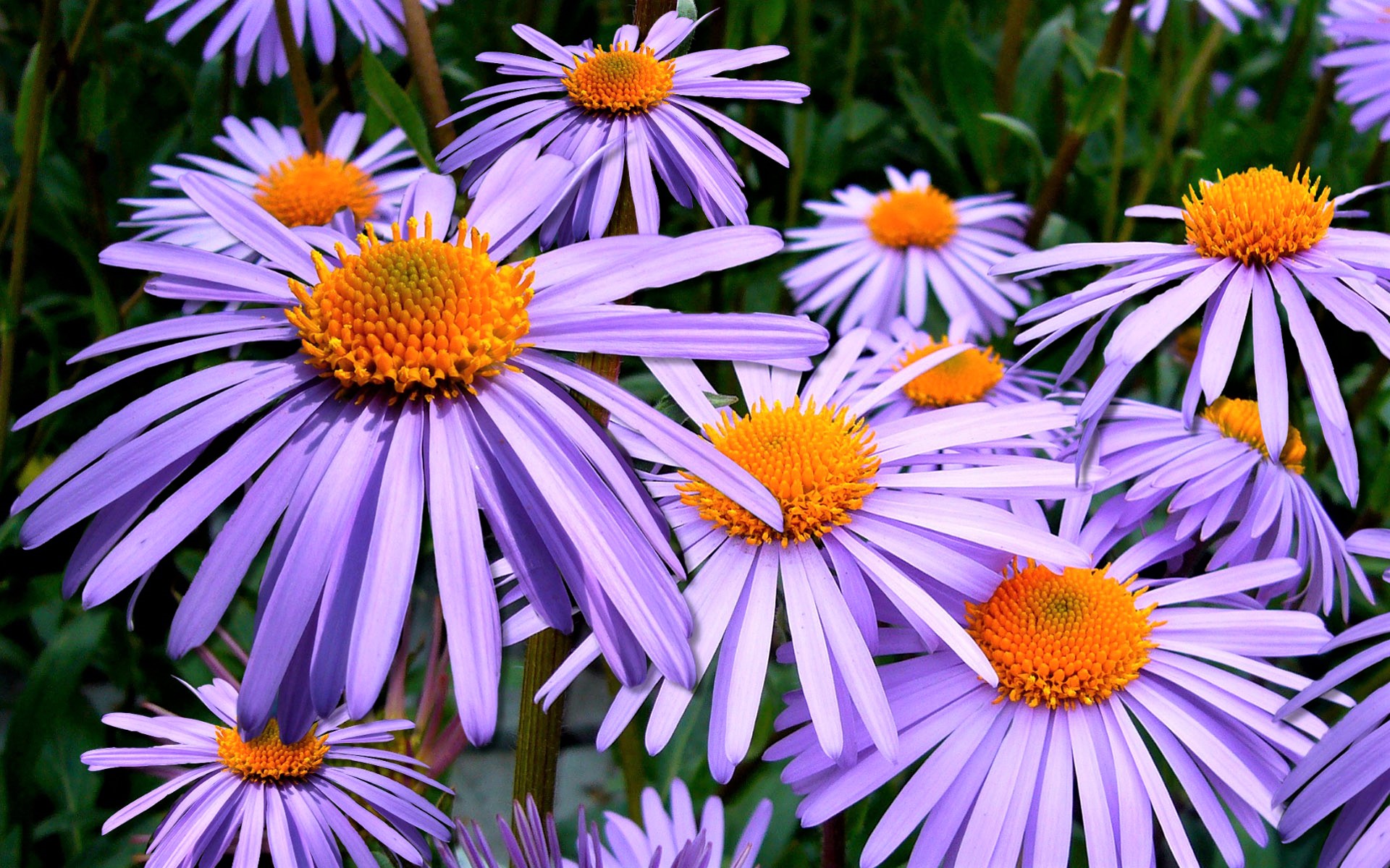 Daisy Earth Flower Purple Flower 1920x1200