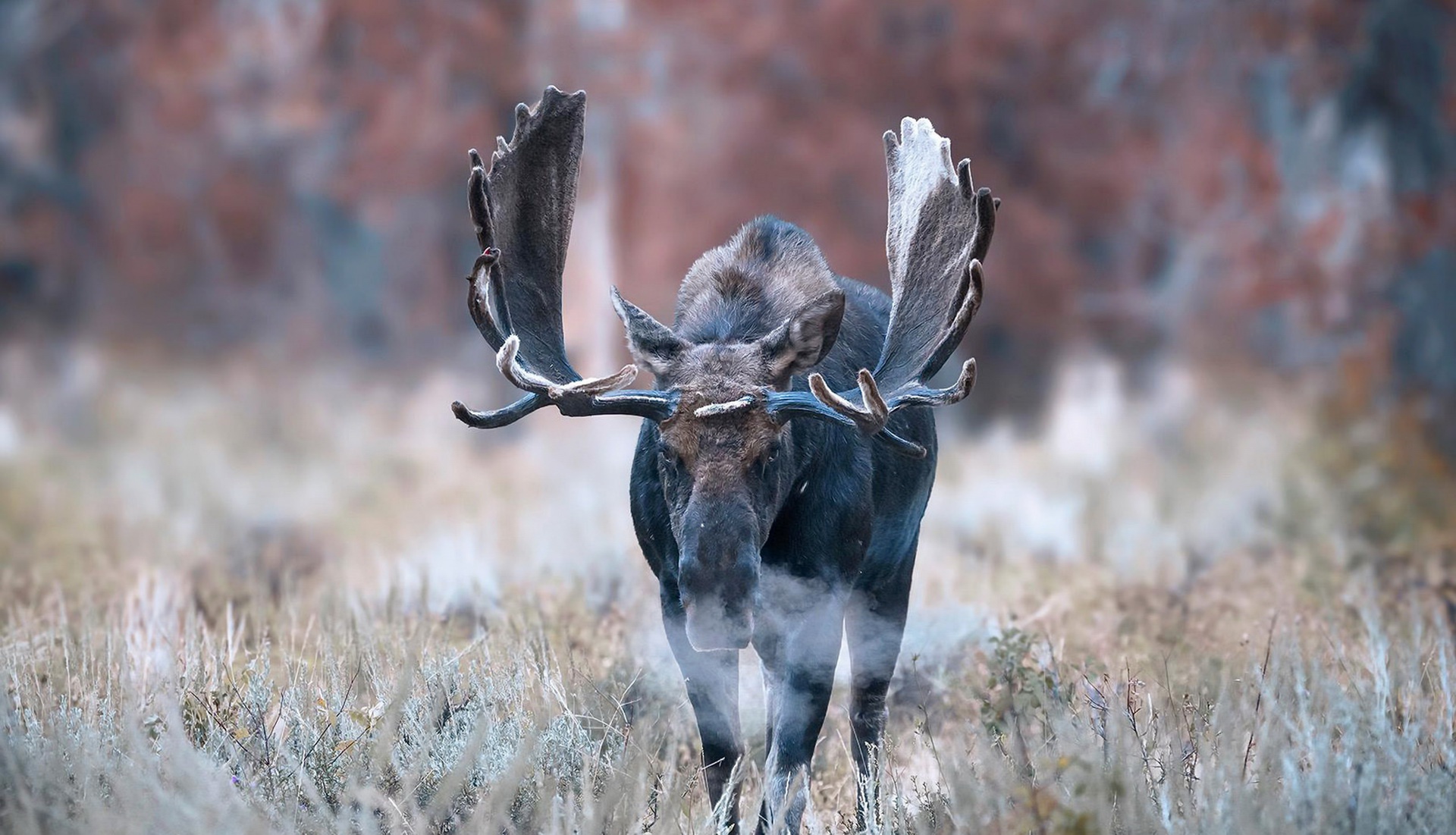 Depth Of Field Moose Stare Wildlife 1920x1101