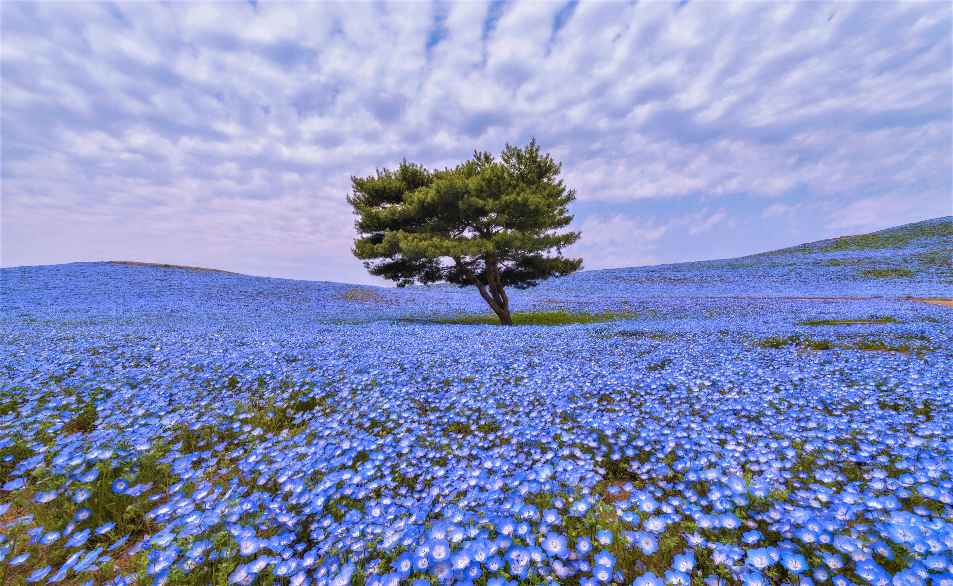 Blue Flower Earth Field Flower Tree 3840x2364