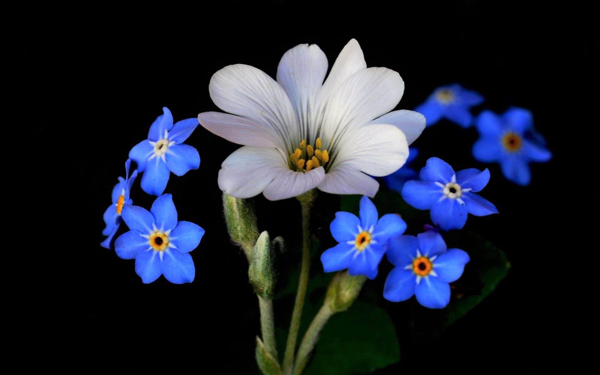 Blue Flower Earth Flower Forget Me Not White Flower 1920x1200
