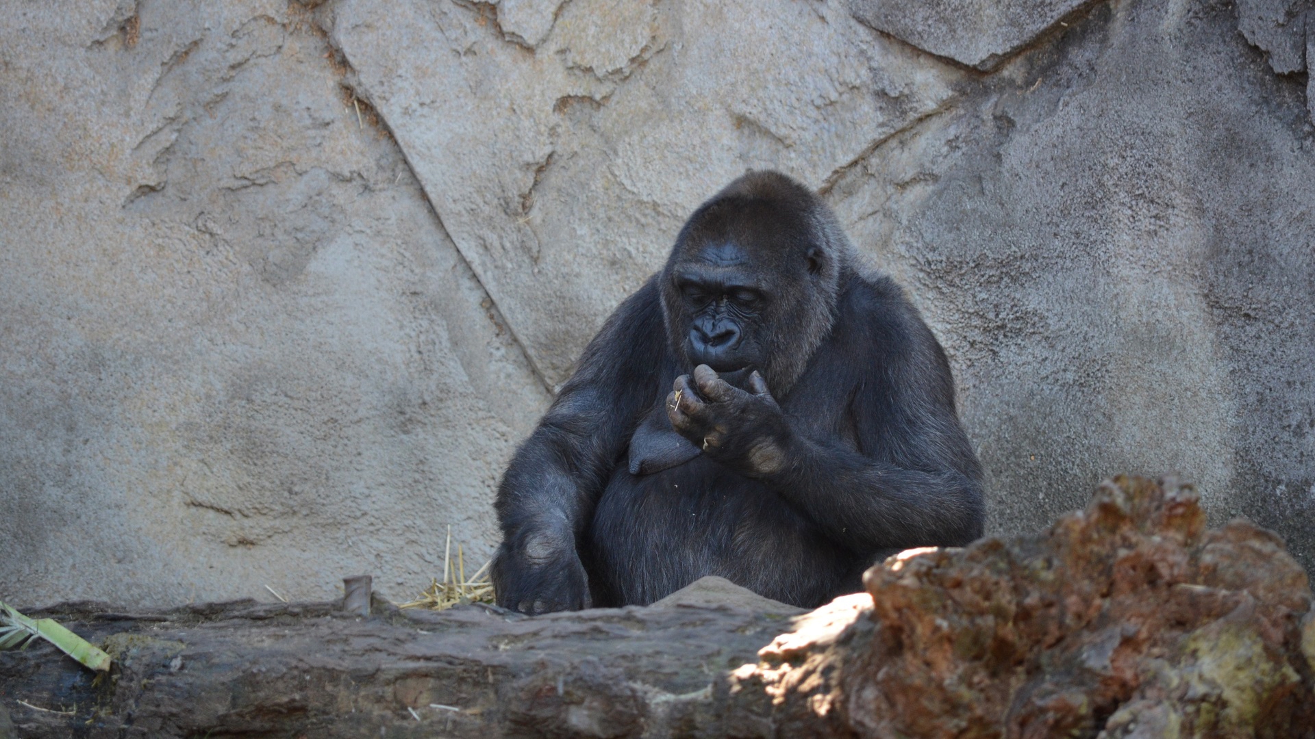 Ape Gorilla Zoo 1920x1080