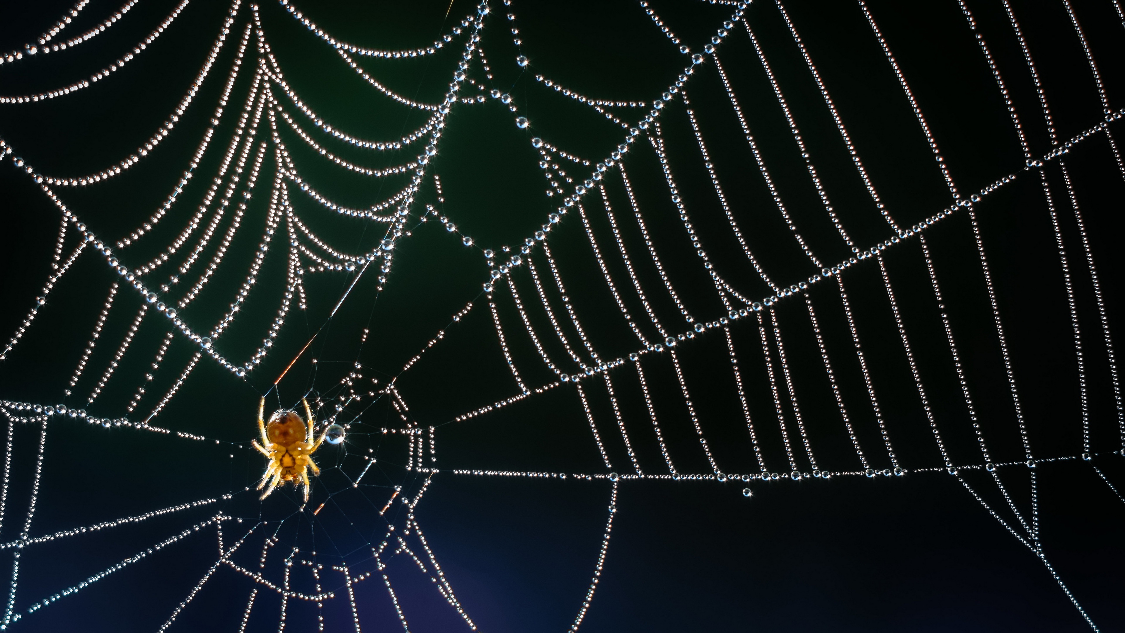 Arachnid Macro Spider Spider Web 3840x2160