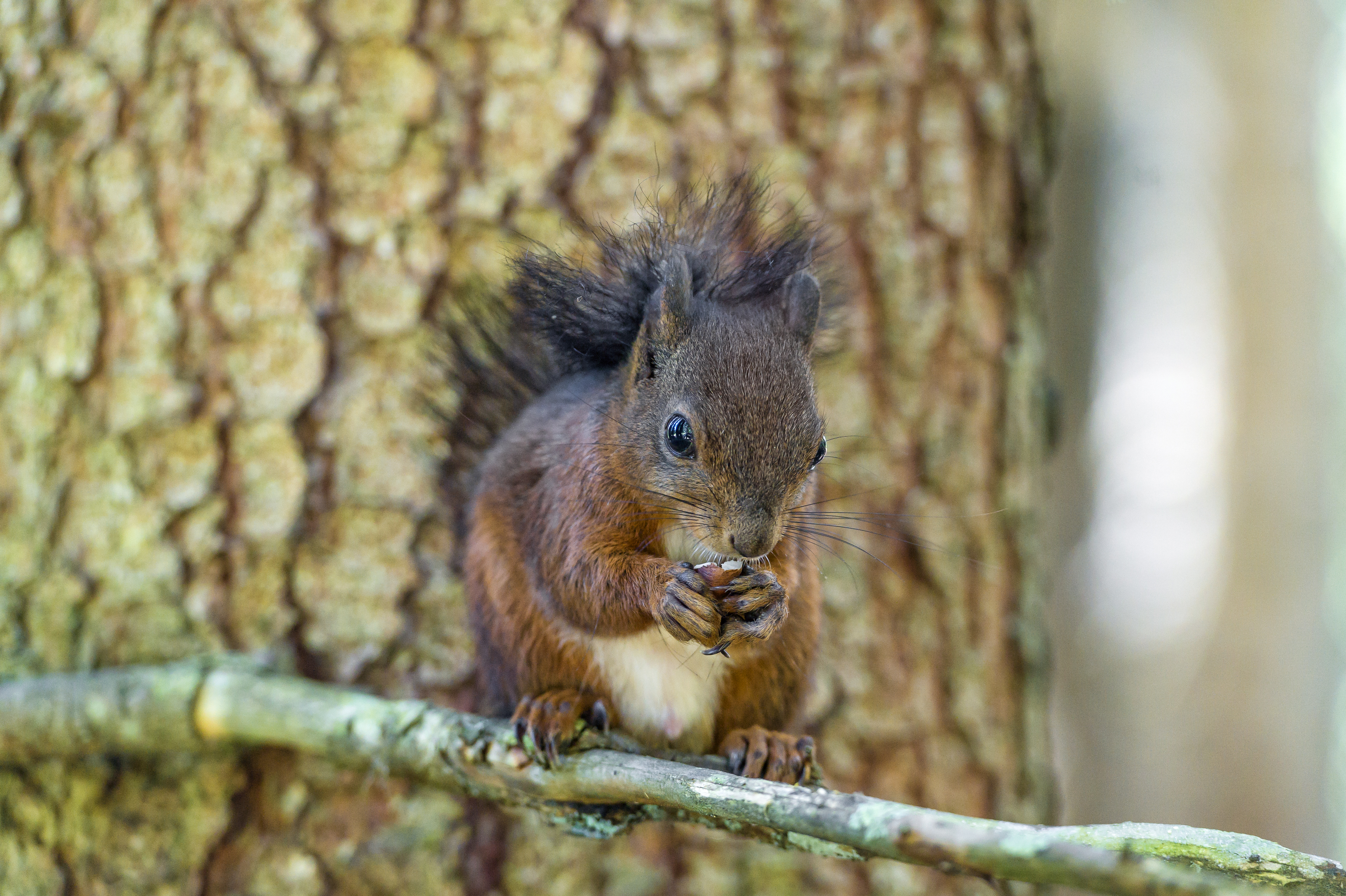 Nut Squirrel Tree 4928x3280
