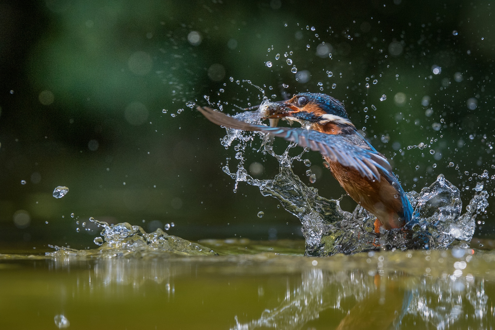 Bird Bokeh Kingfisher Splash Water Wildlife 2048x1365