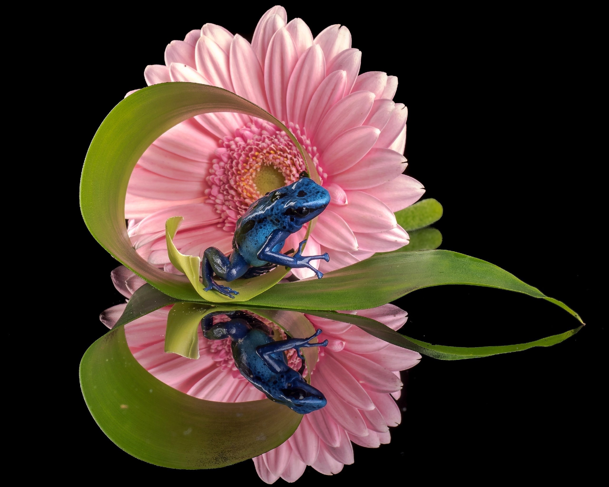 Animal Flower Frog Gerbera Leaf Pink Flower Reflection 2560x2049
