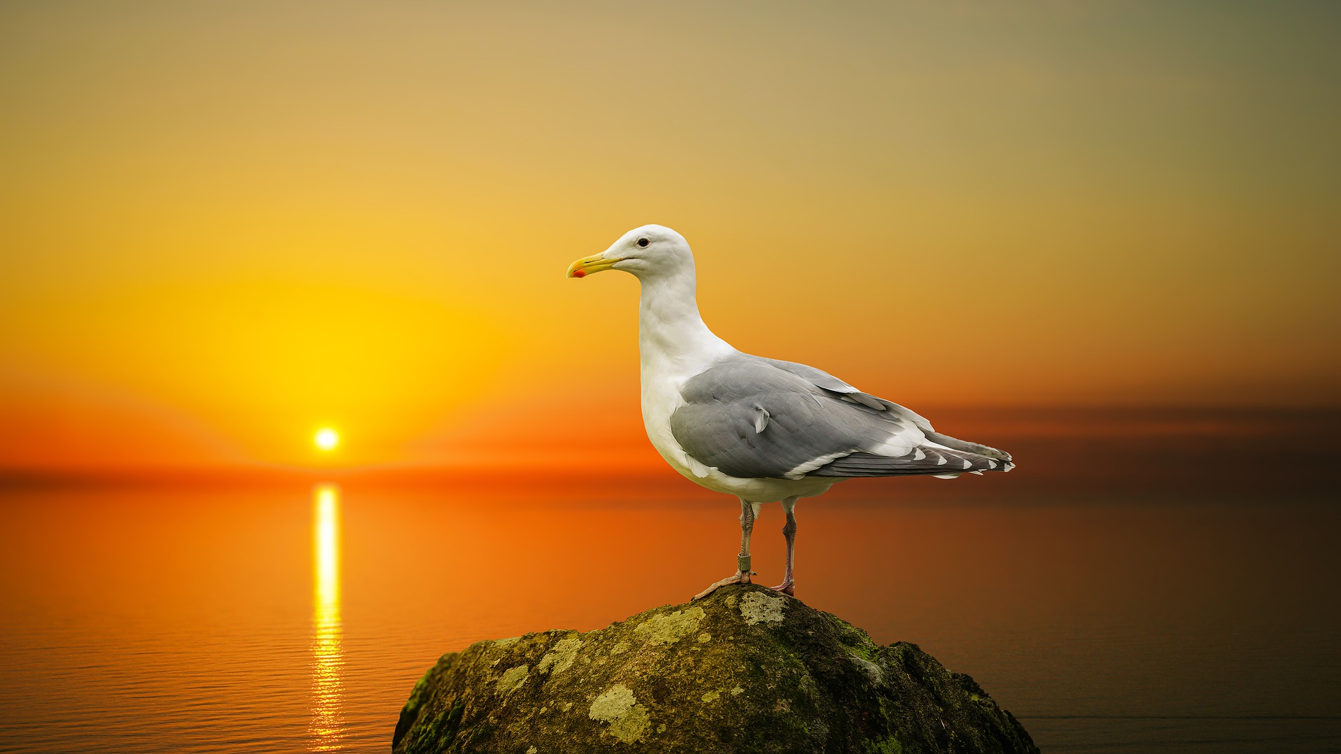 Bird Seagull Sunset Wildlife 1920x1080