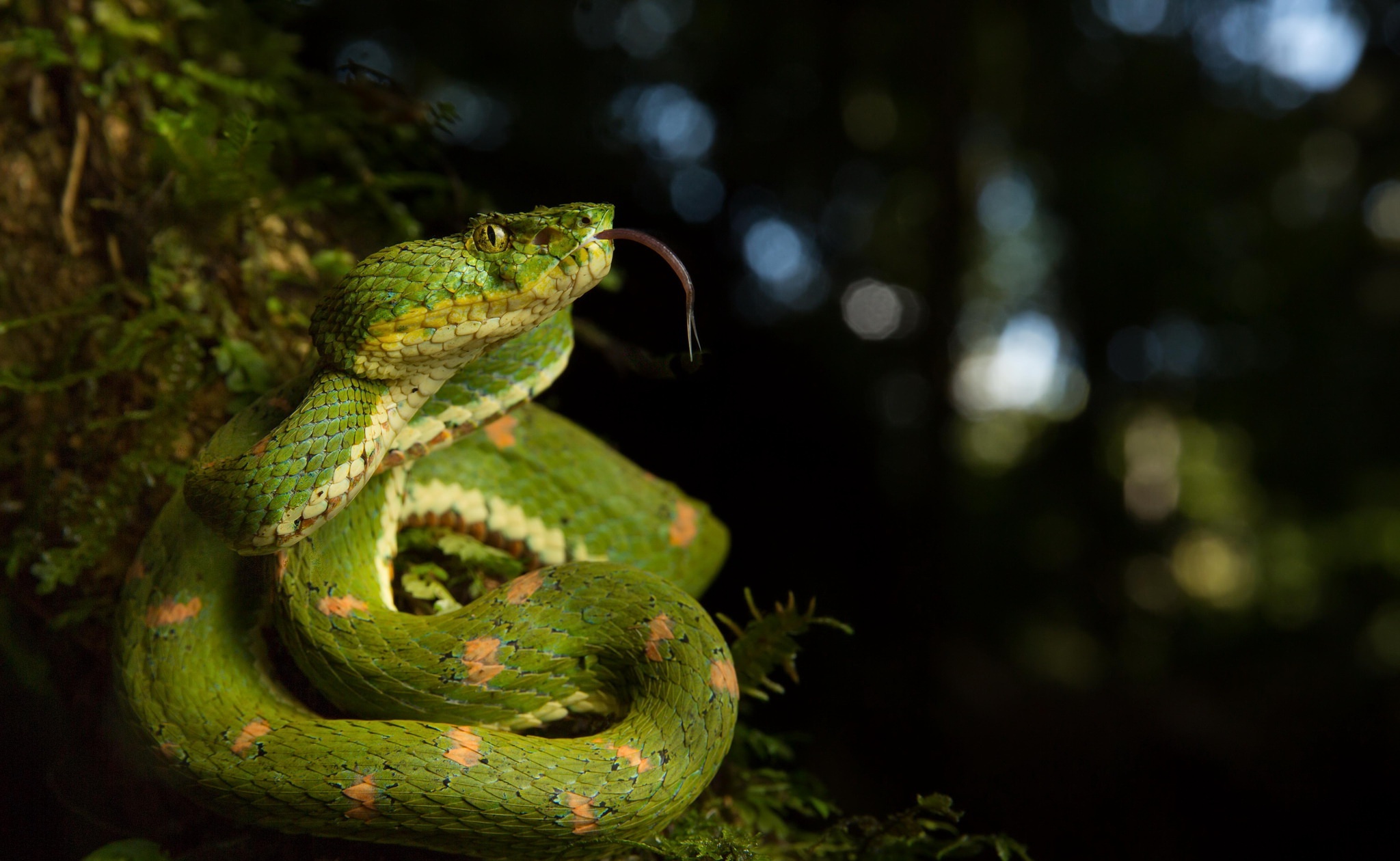 Bokeh Reptile Snake Viper Wildlife 2048x1260