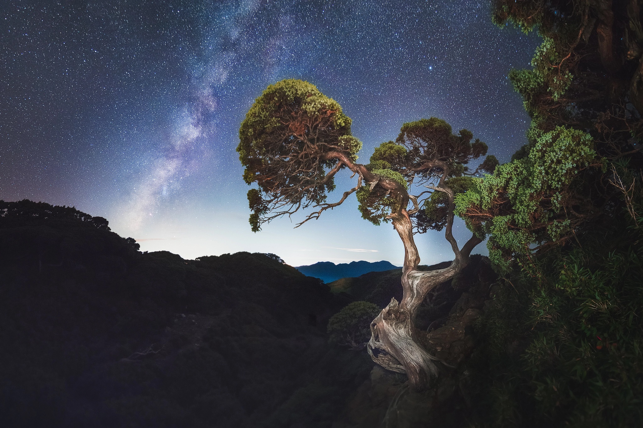 Milky Way Nature Night Sky Starry Sky Stars Tree Twisted Tree 2048x1365