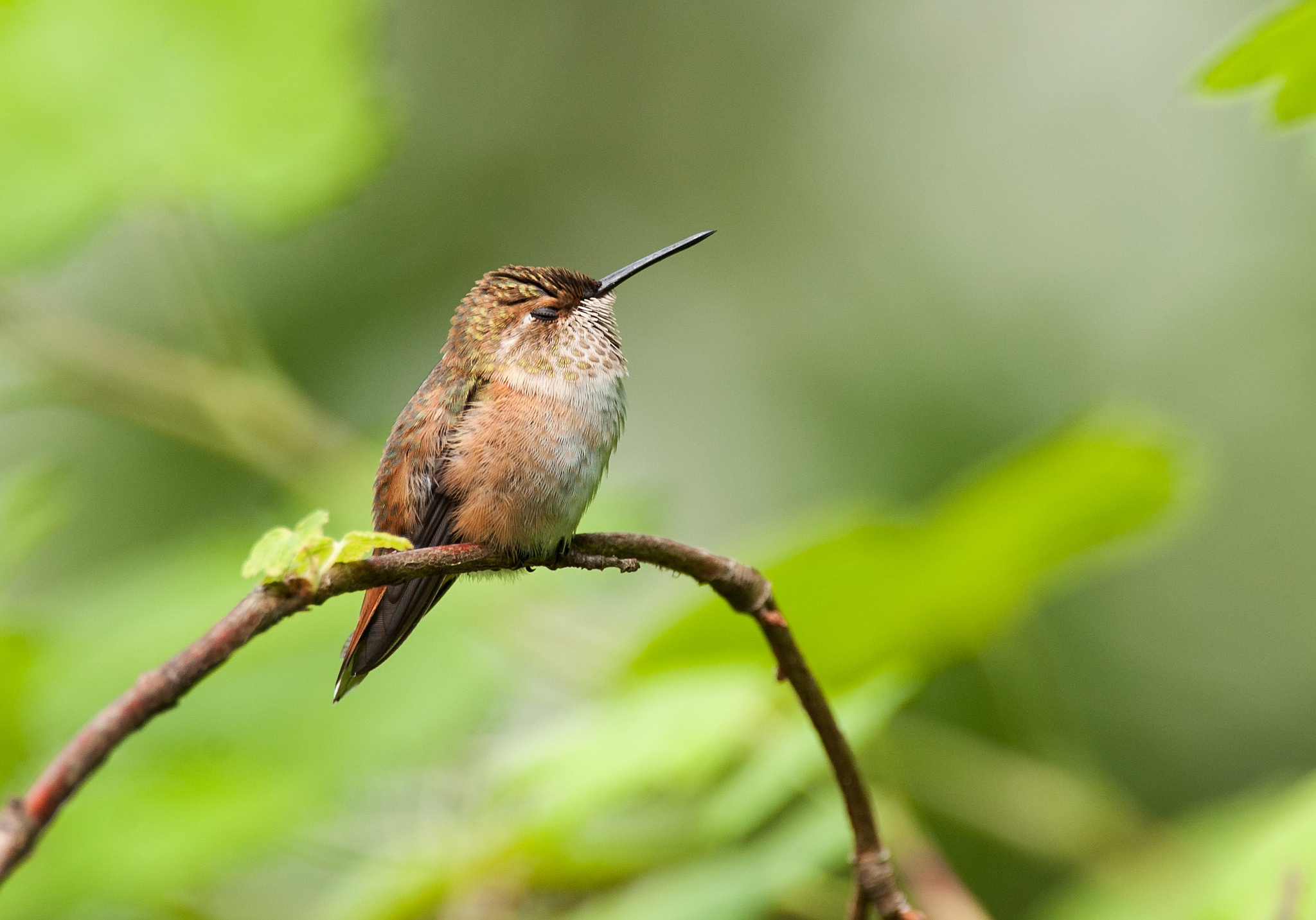 Bird Hummingbird Wildlife 2048x1433