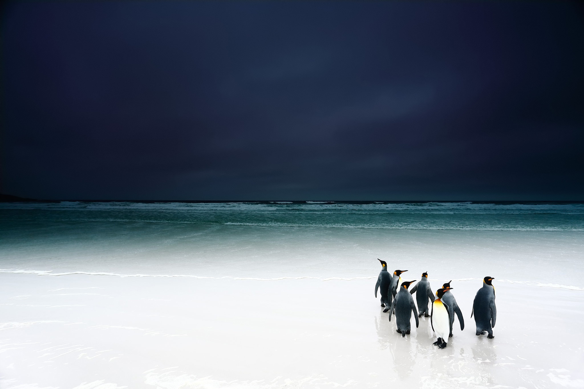 Beach Horizon Ocean Penguin Wildlife 2048x1365