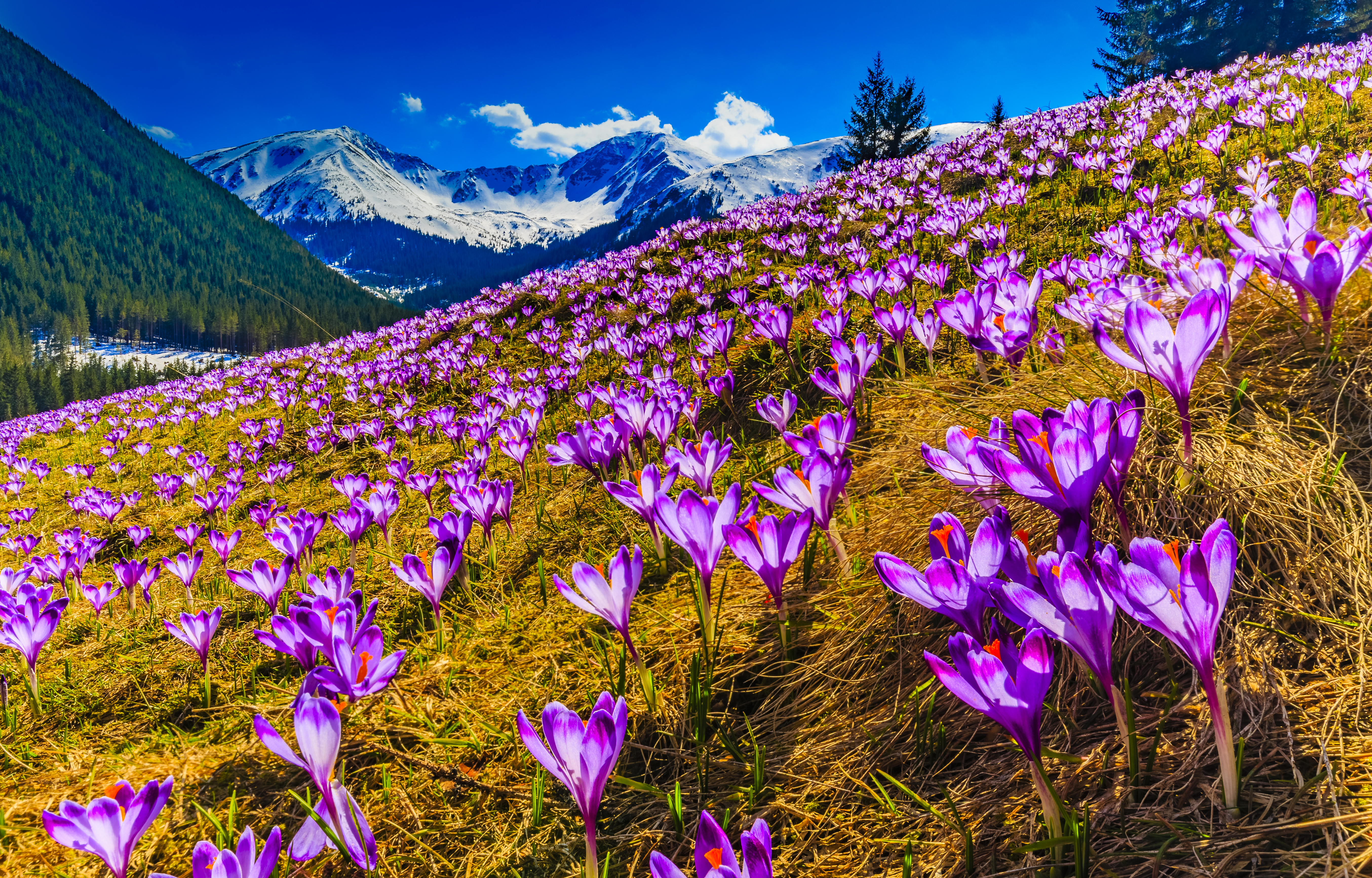 Crocus Flower Nature Purple Flower Spring Wildflower 5417x3464