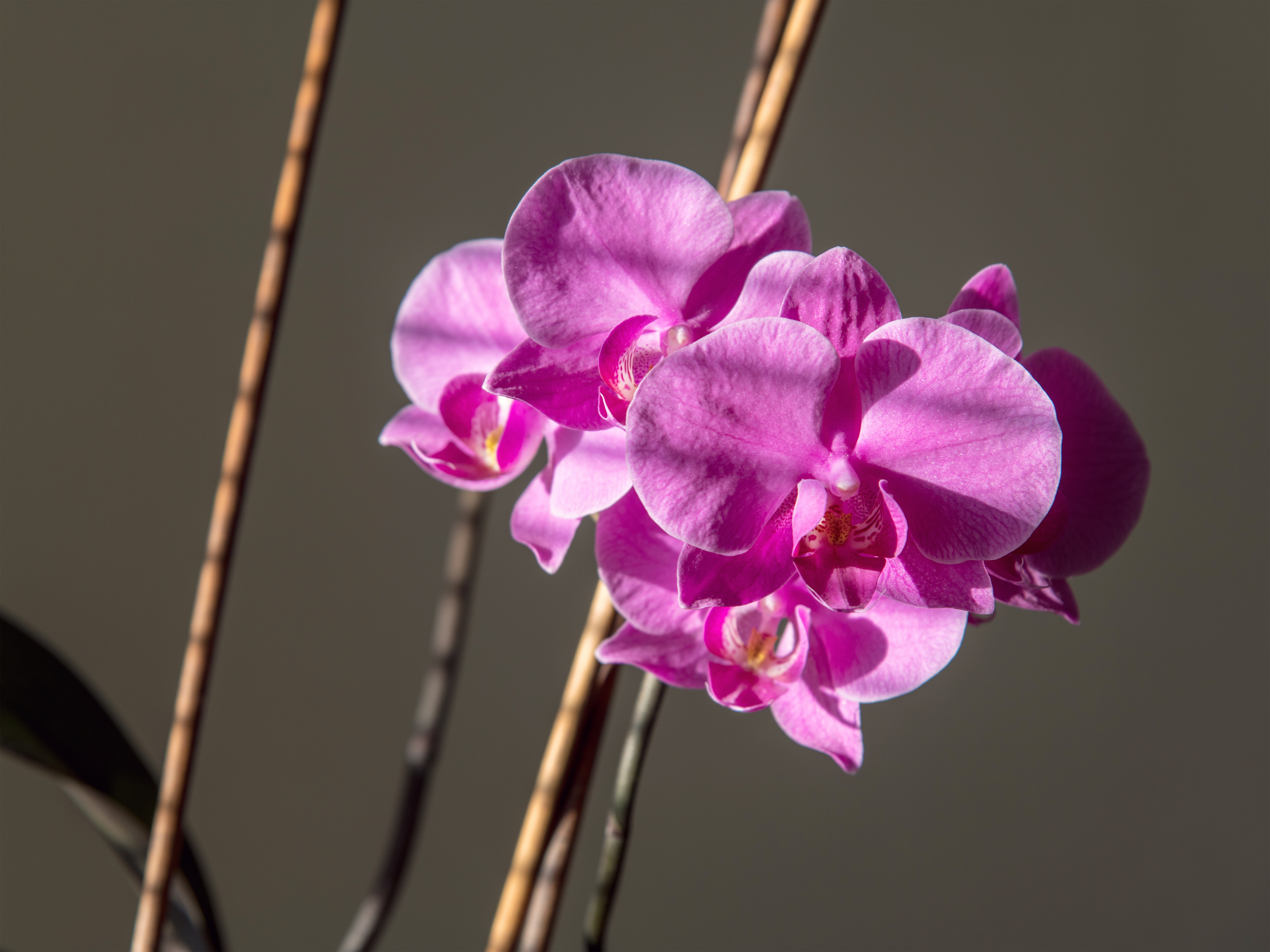 Flower Nature Orchid Pink Flower 4444x3333