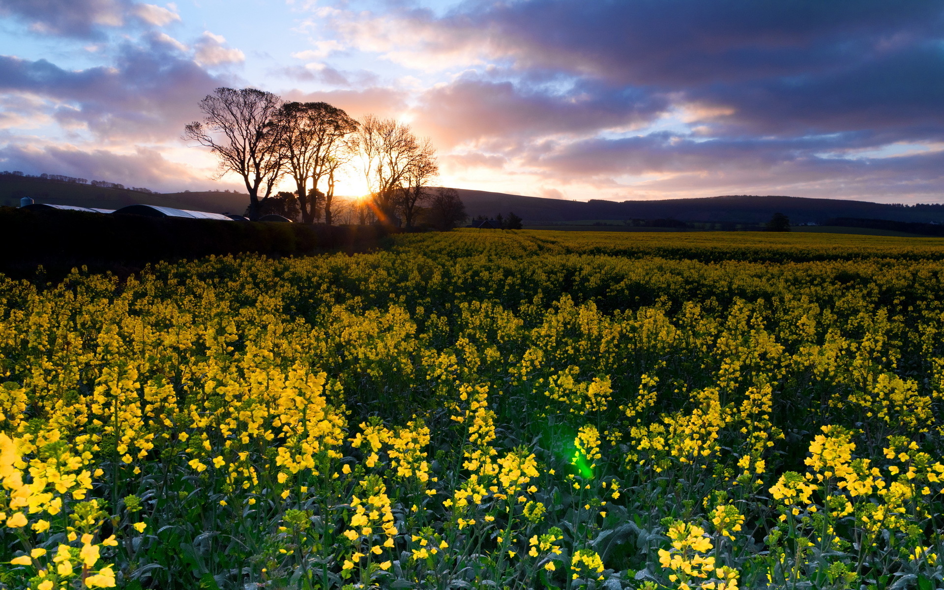 Field Flower Landscape Nature Scenic Sunset 1920x1200