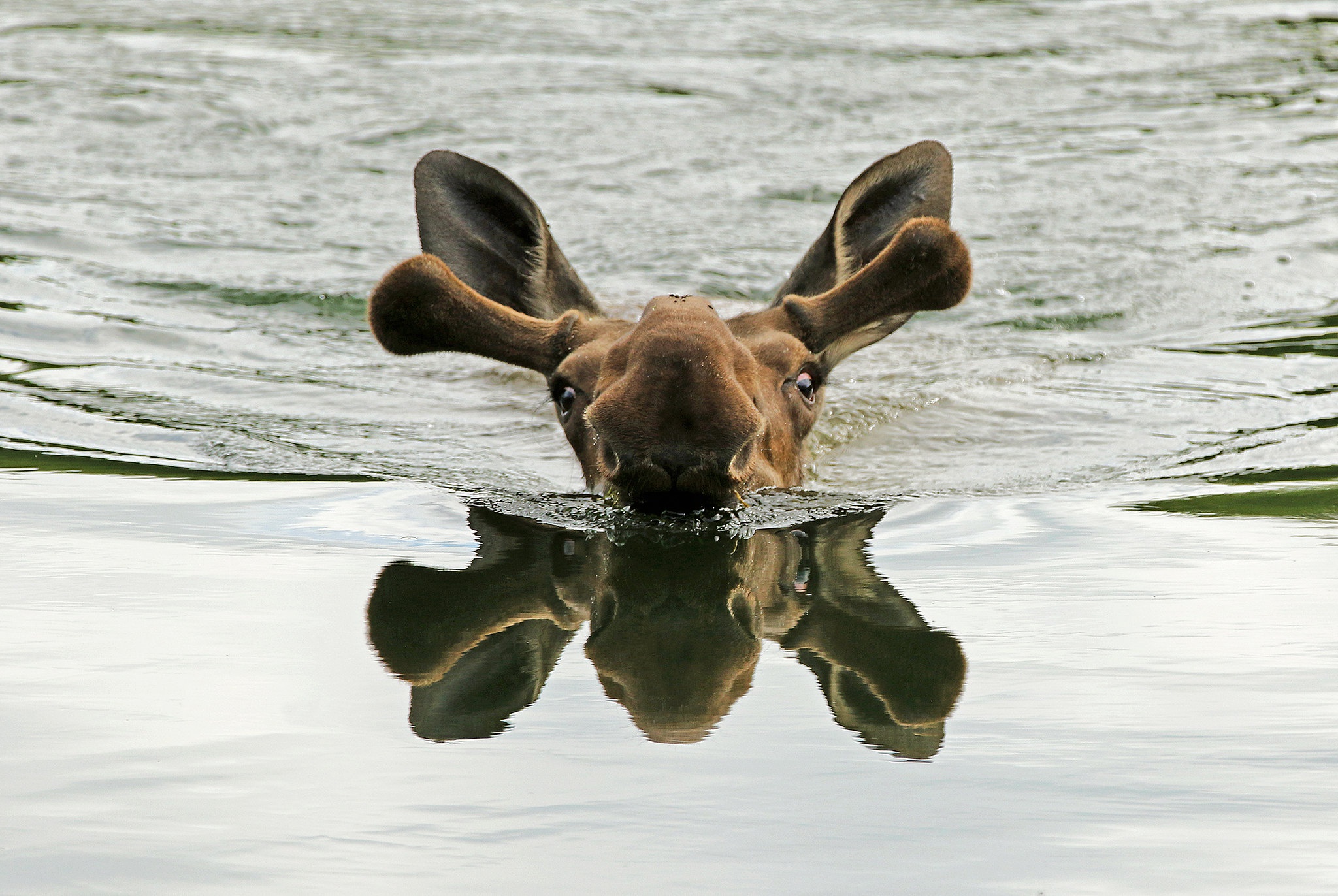 Moose Reflection Wildlife 2048x1372
