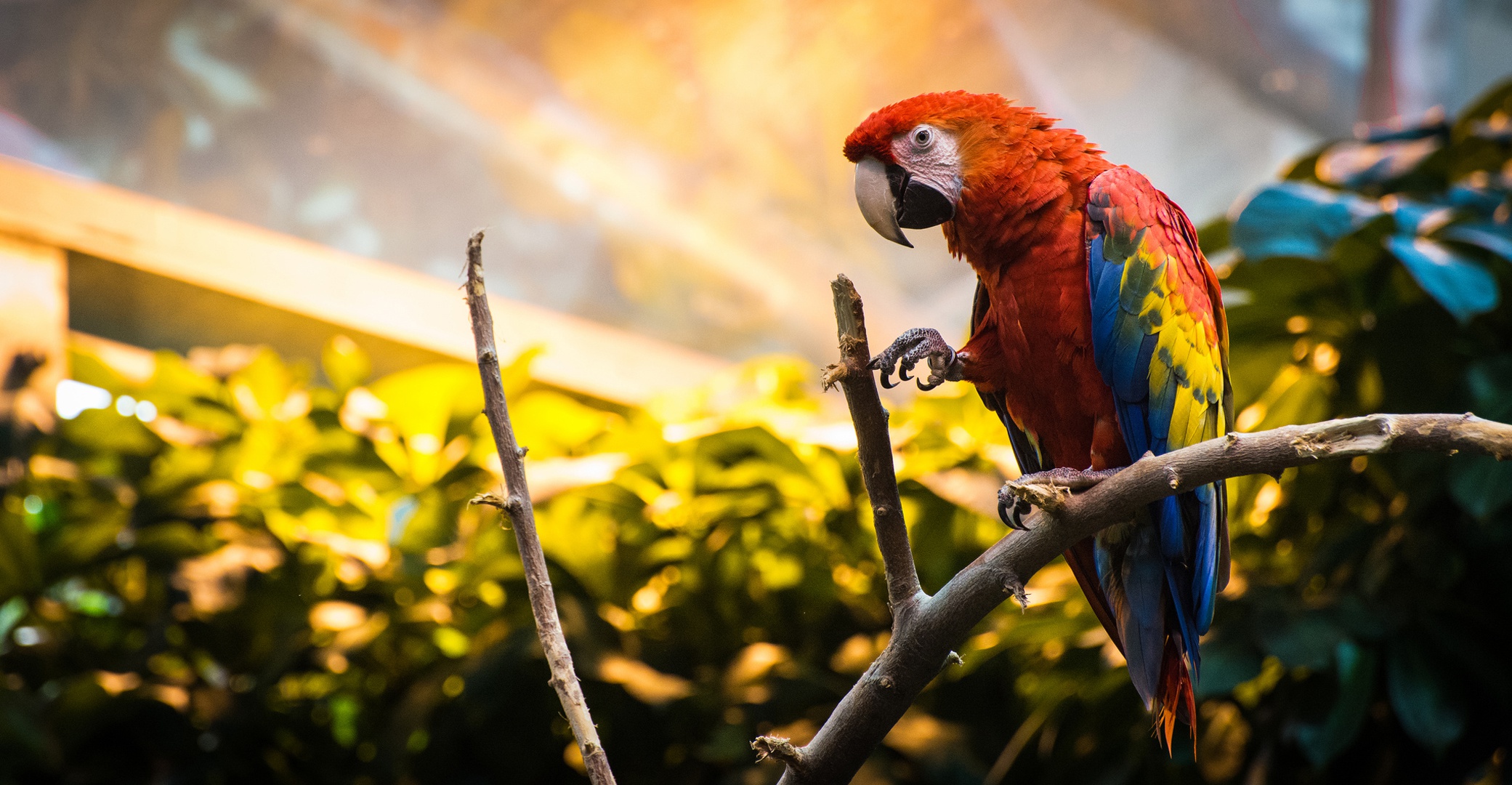 Bird Parrot Scarlet Macaw 2081x1080