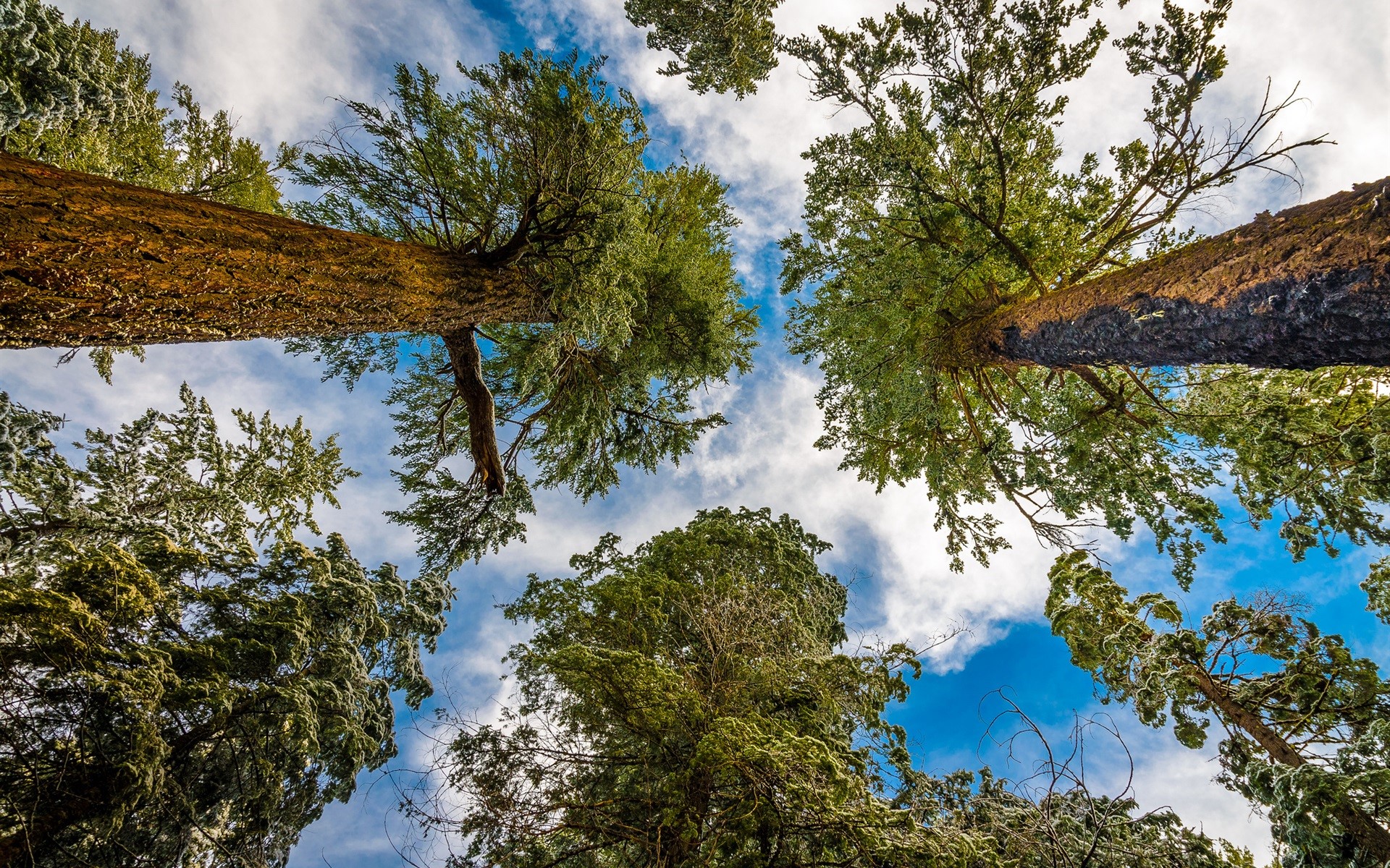 Earth Redwood Tree Treetops 1920x1200