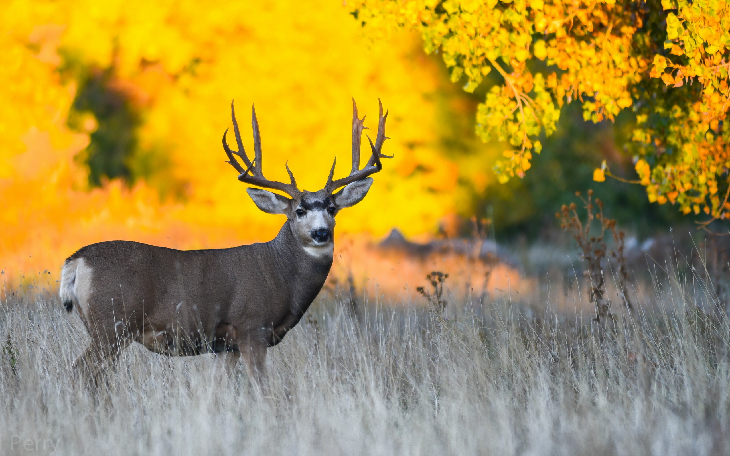 Buck Deer Grass 2560x1600