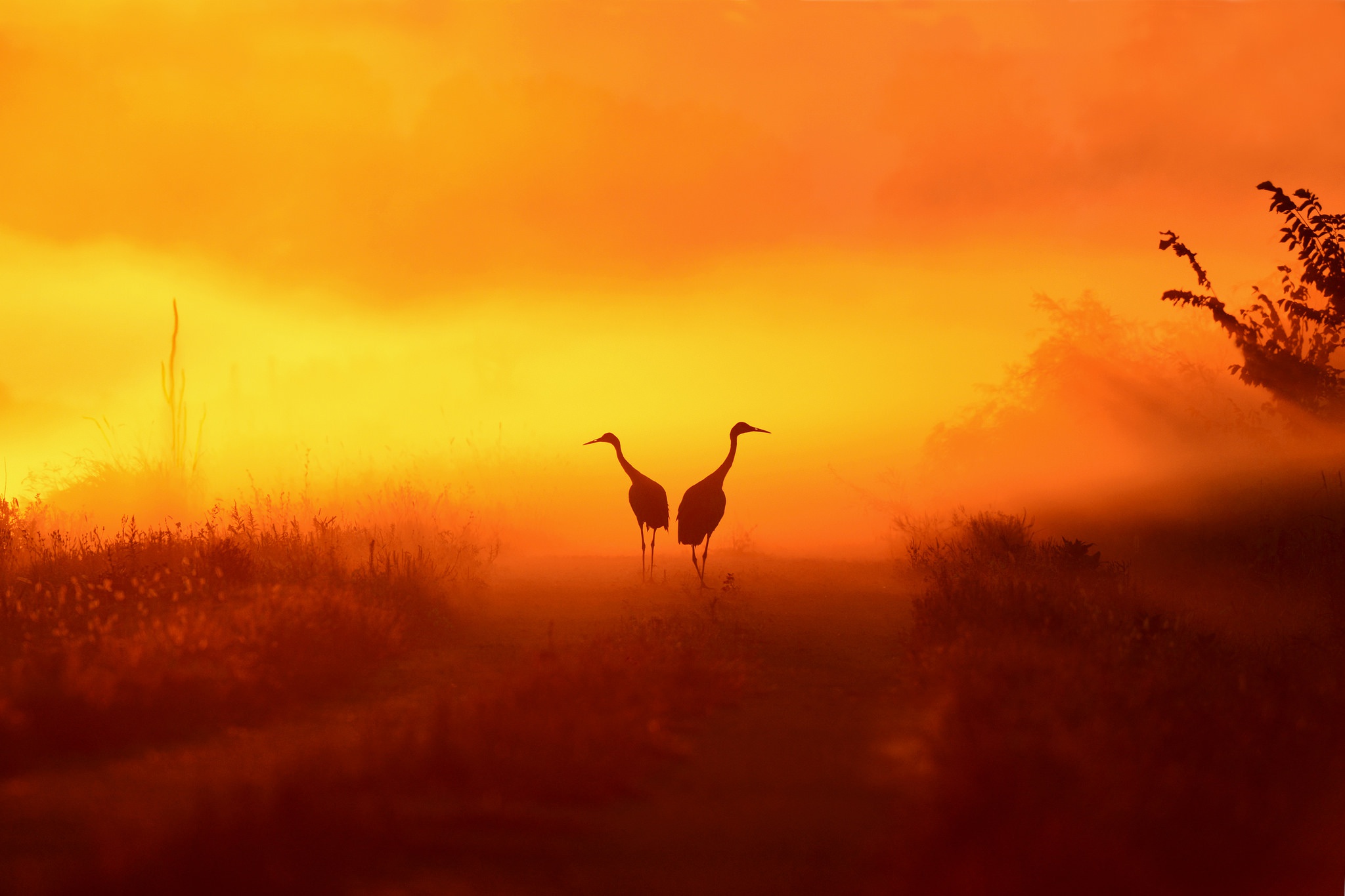 Bird Crane Fog Silhouette Sunset Wildlife 2048x1366