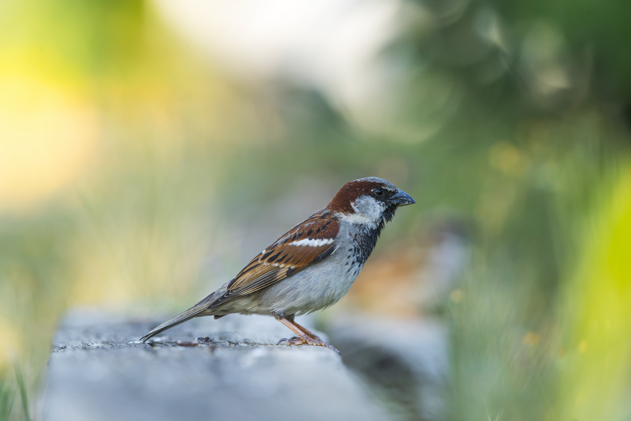 Bird Sparrow Wildlife 2048x1366