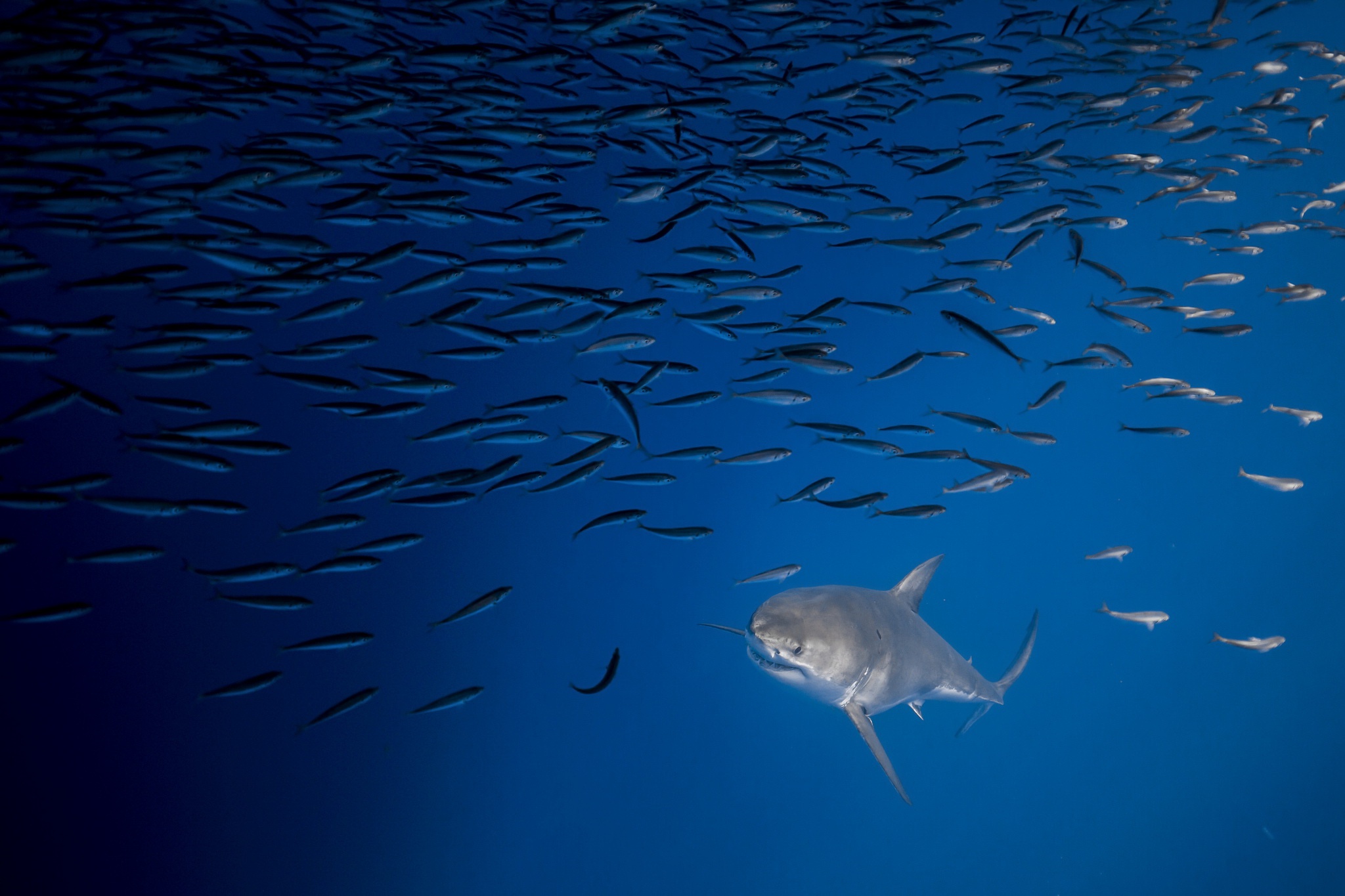 Fish Sea Life Shark Underwater Predator Animal 2048x1365
