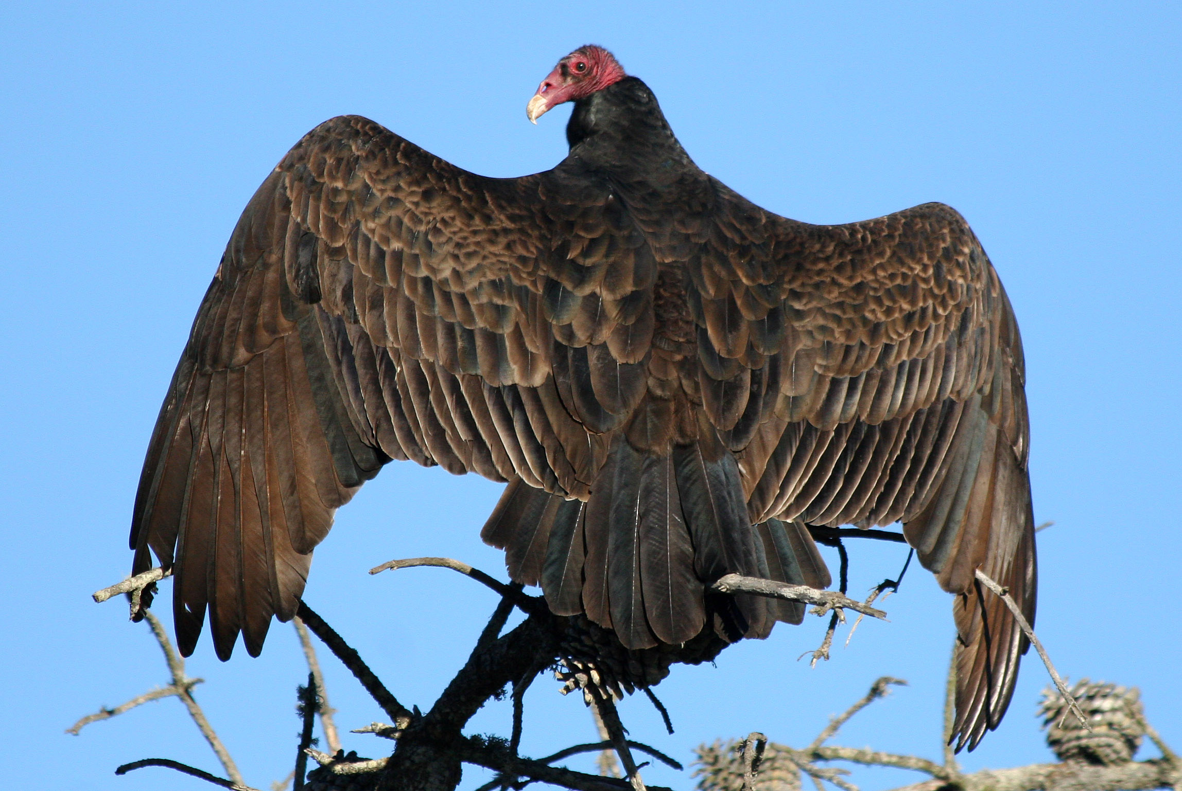 Animal Vulture 2296x1538