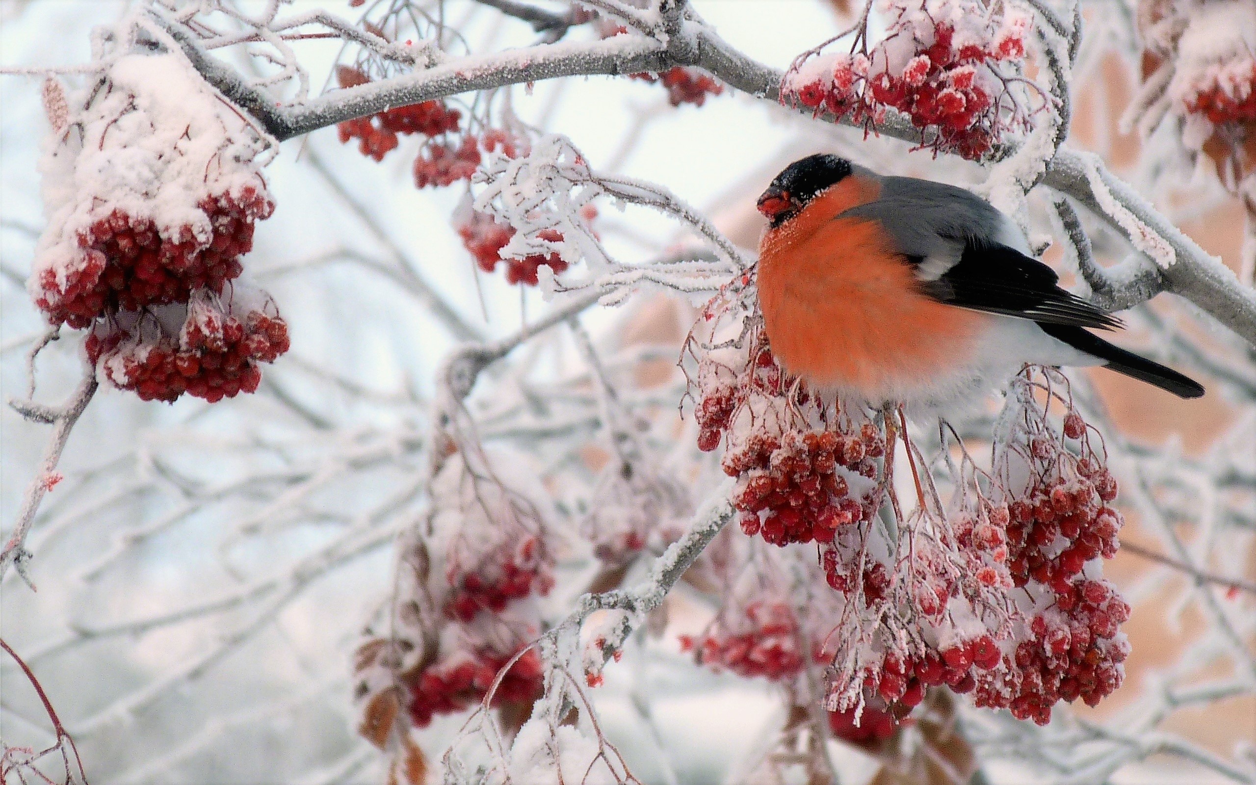 Berry Bird Branch Bullfinch Ice Snow Winter 2560x1600