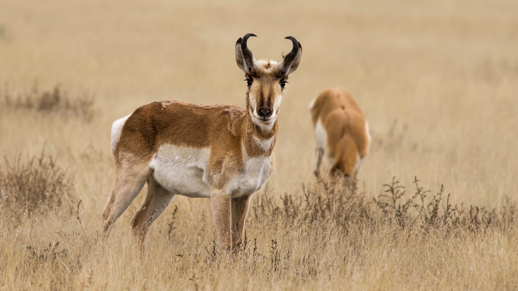 Antelope Wildlife 2048x1152