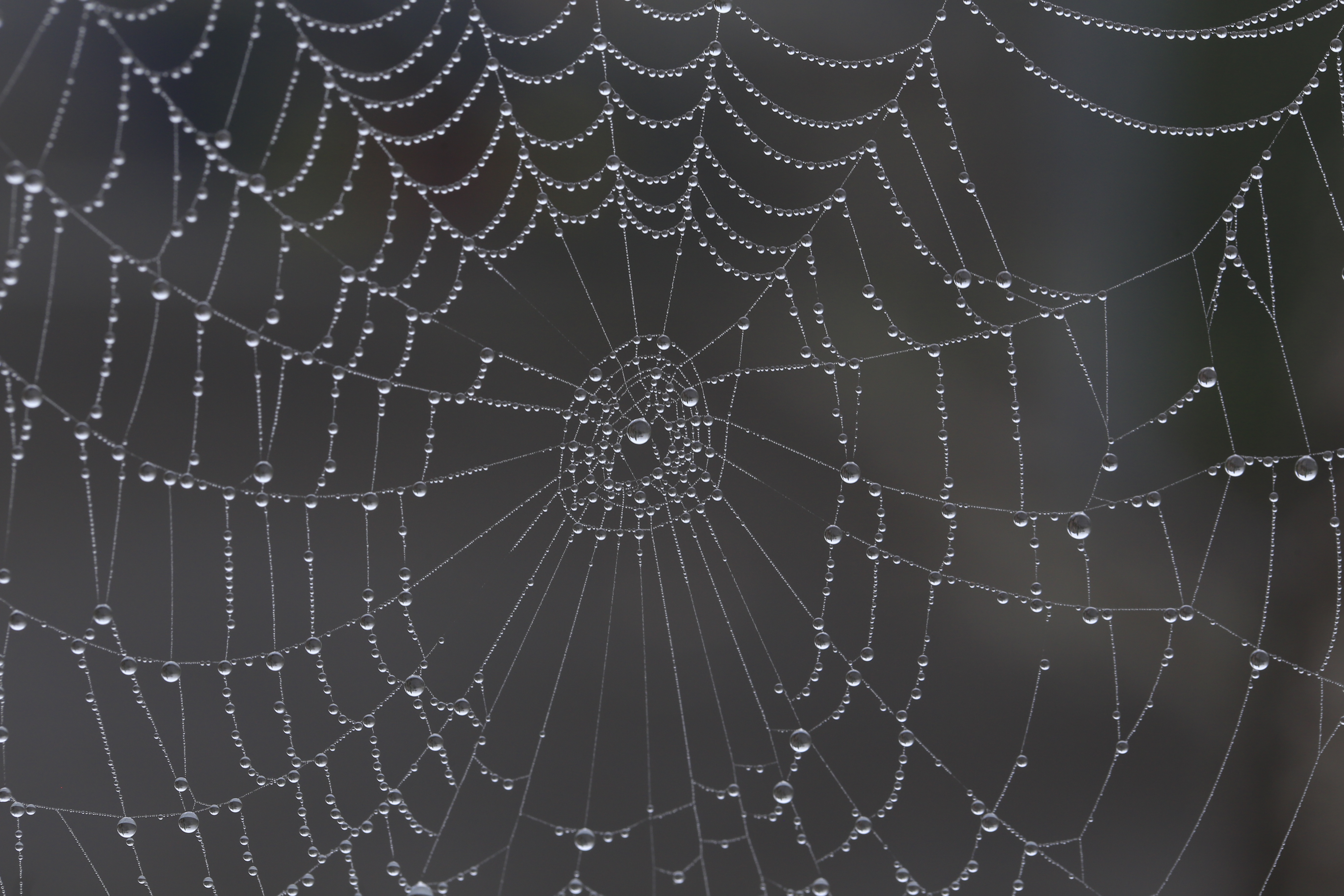 Macro Spider Web Water Drop 5472x3648