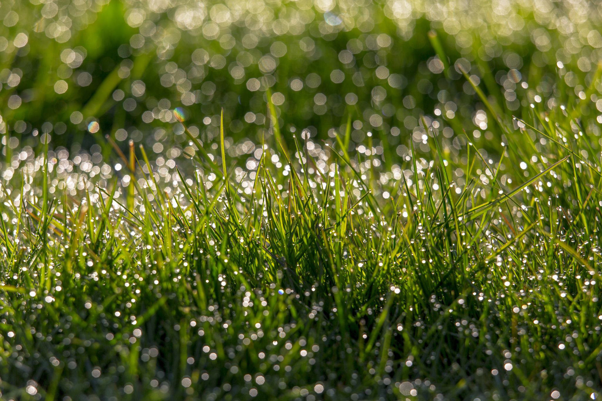 Bokeh Grass Nature Water Drop 2048x1365