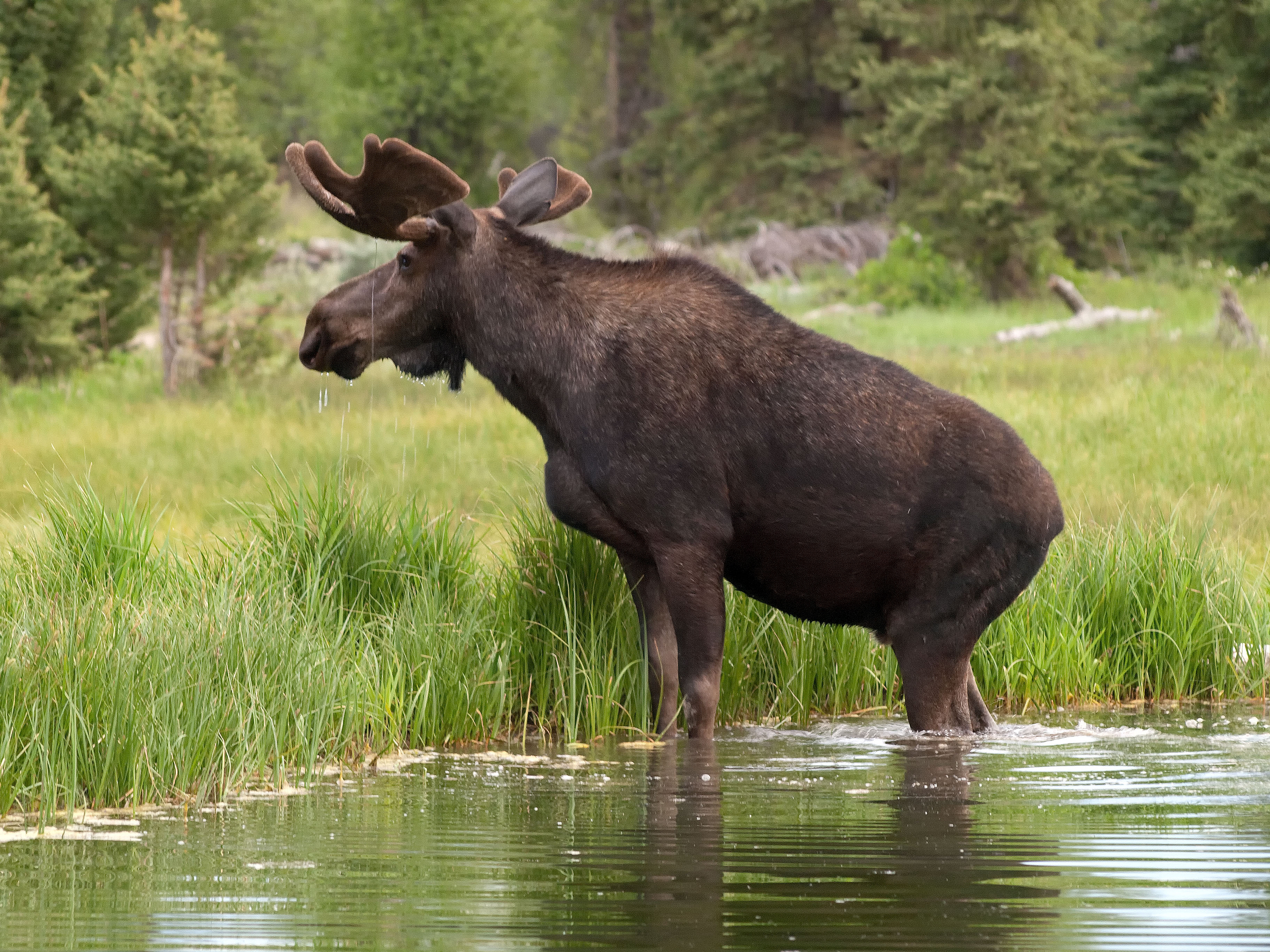 Swedish Moose 3840x2880