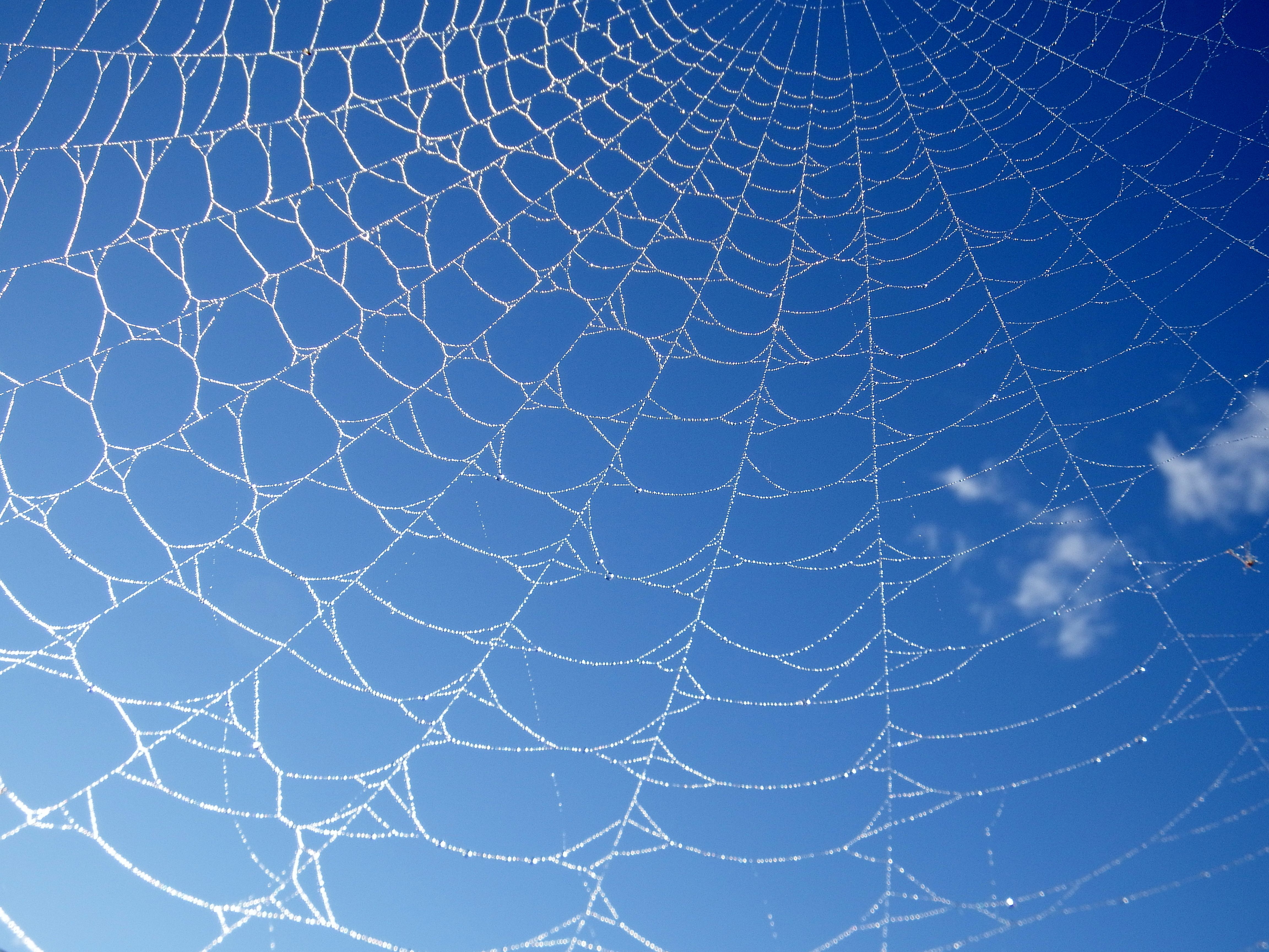Photography Spider Web 4608x3456