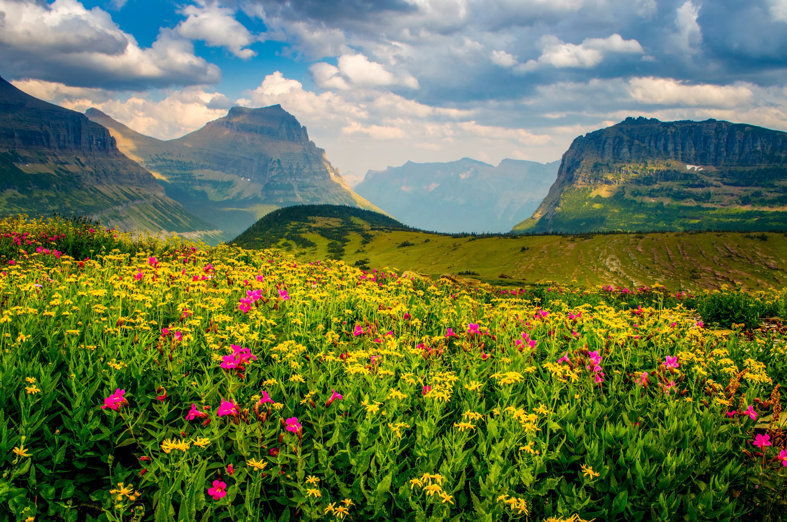 Earth Flower Landscape Mountain Spring Wildflower 2560x1696