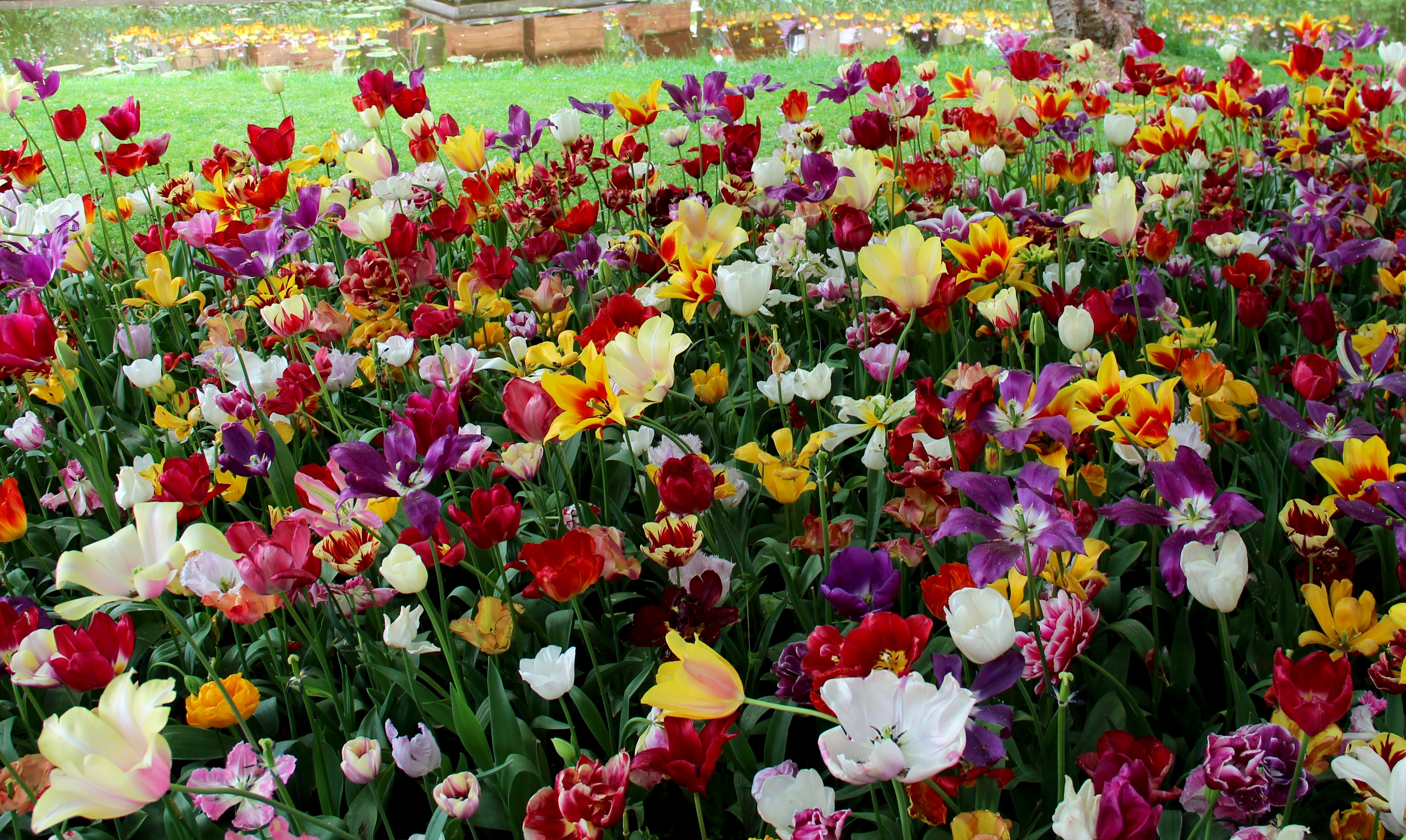 Colorful Colors Flower Garden 4000x2390