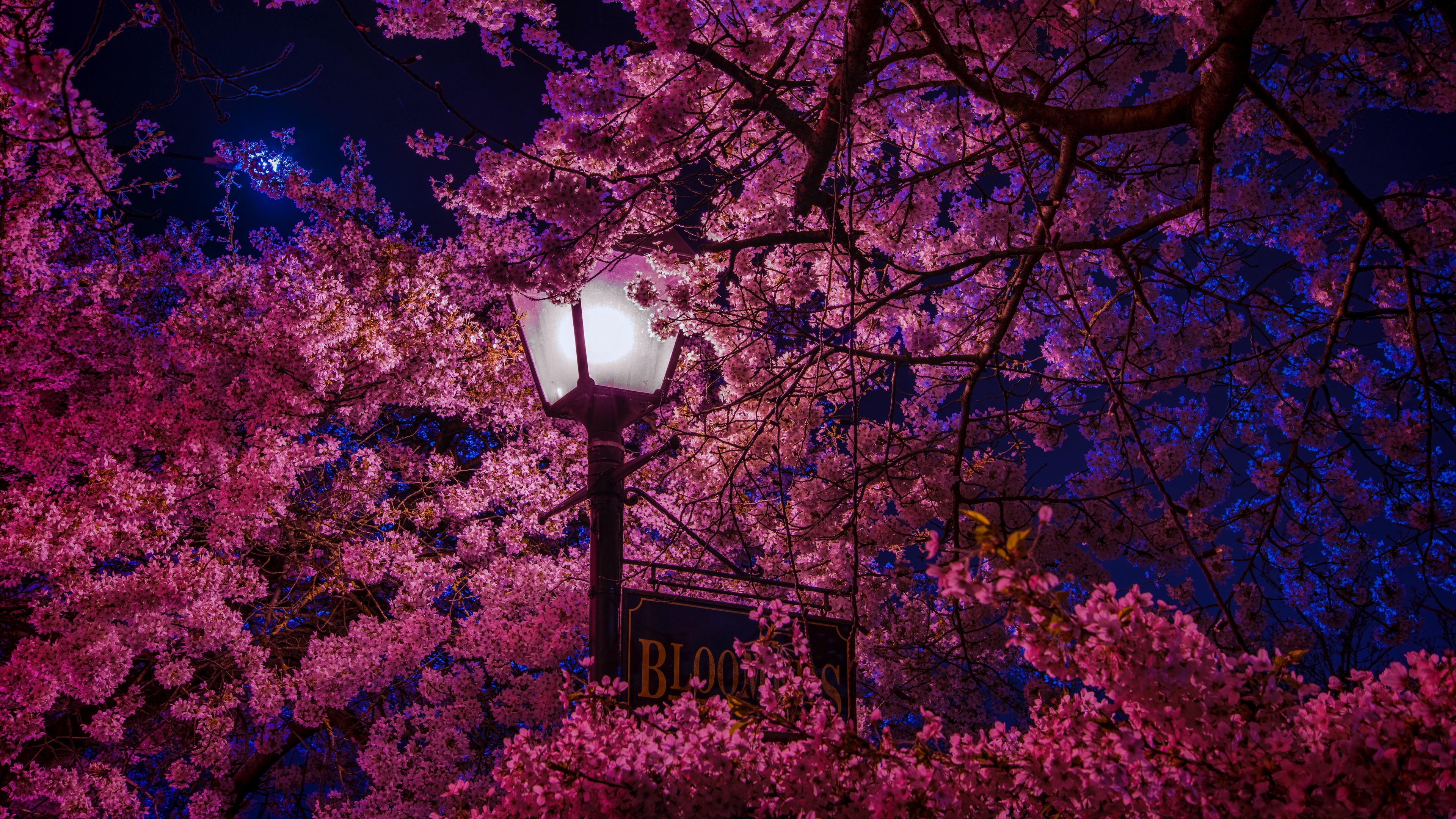 Blossom Lamp Post Night Pink Flower Sakura 3840x2160