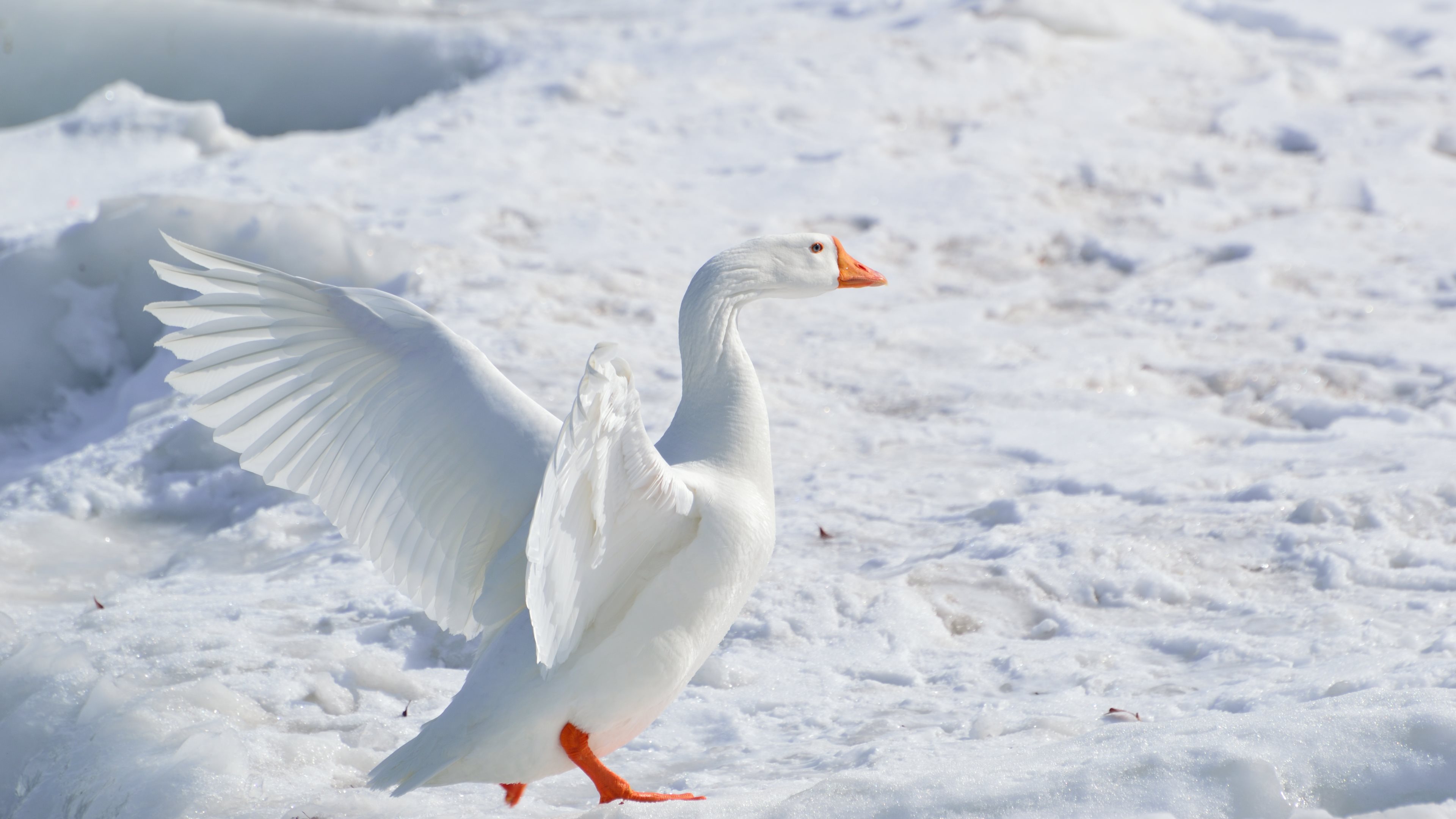 Bird Goose Snow Goose White 3840x2160