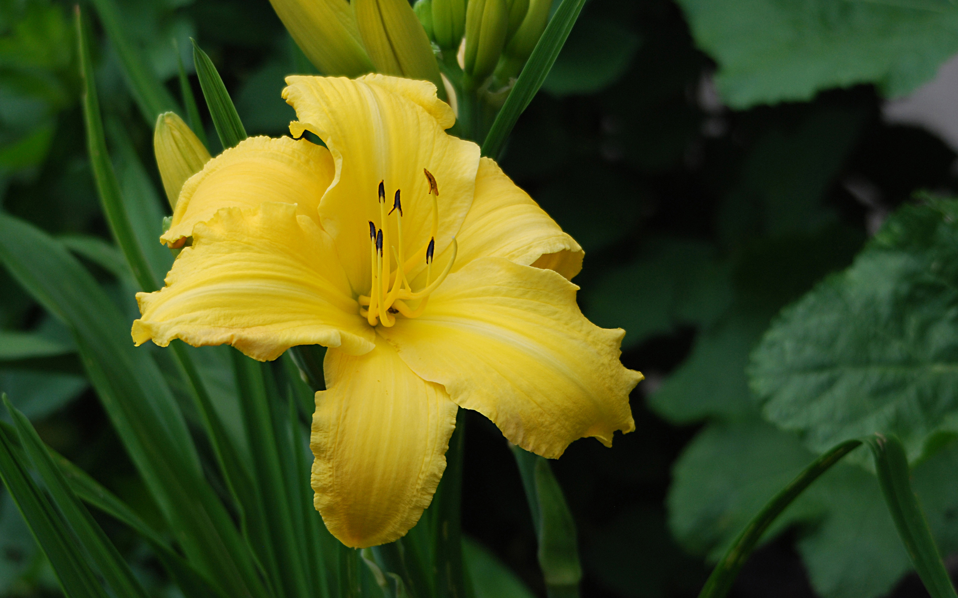 Daylily Flower 1920x1200