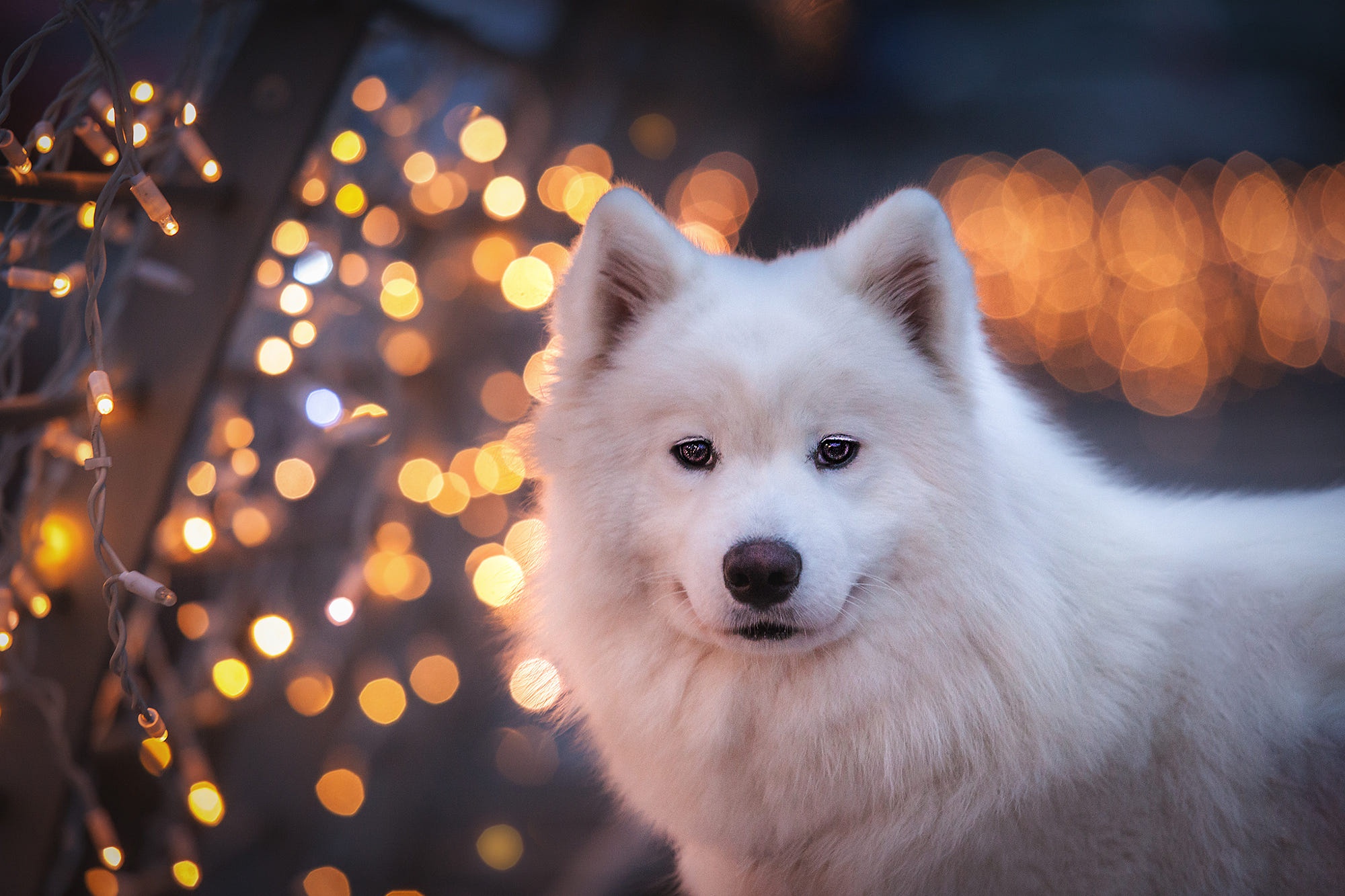 Bokeh Dog Pet Samoyed 2000x1333