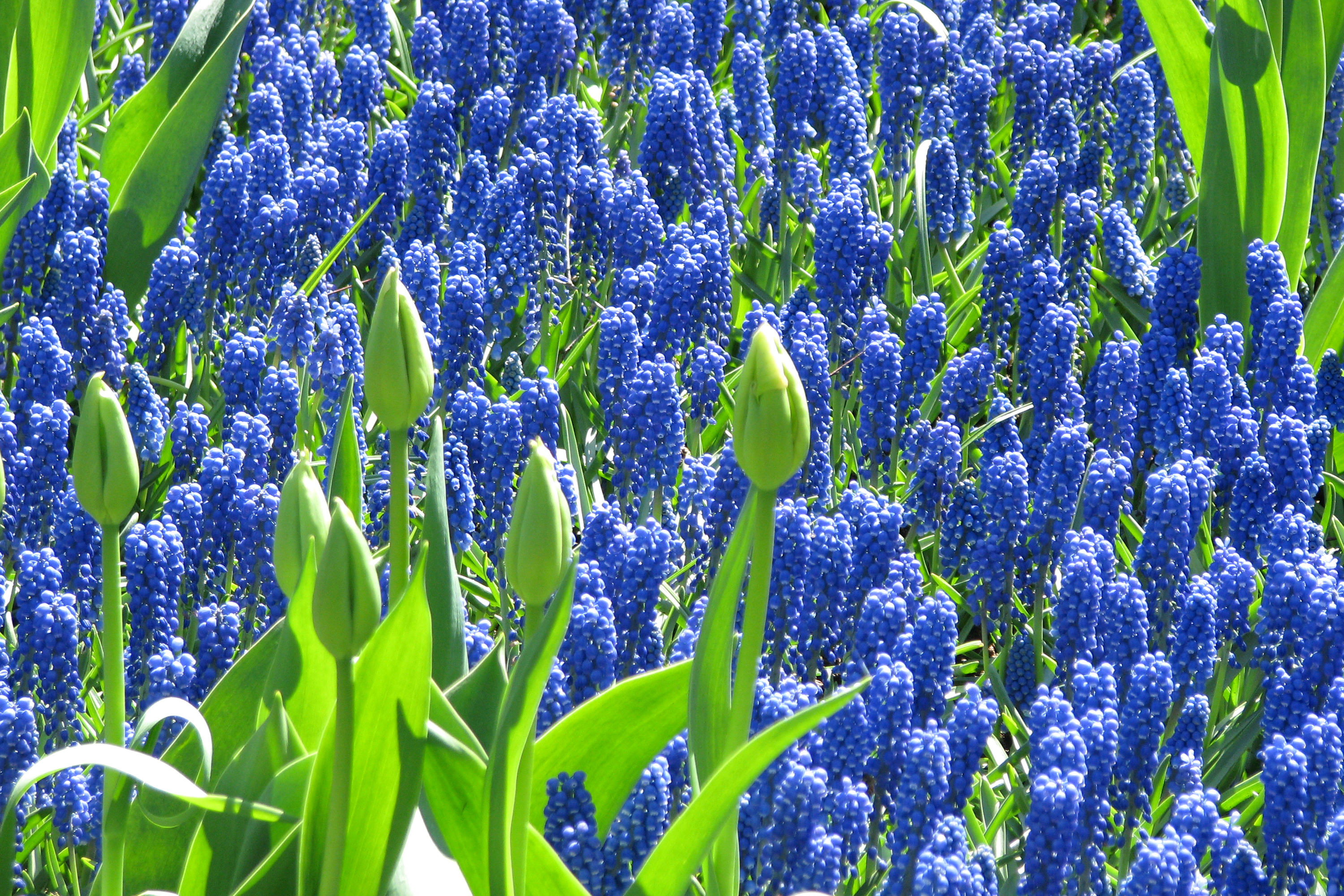 Blue Flower Flower Hyacinth Nature 3000x2000