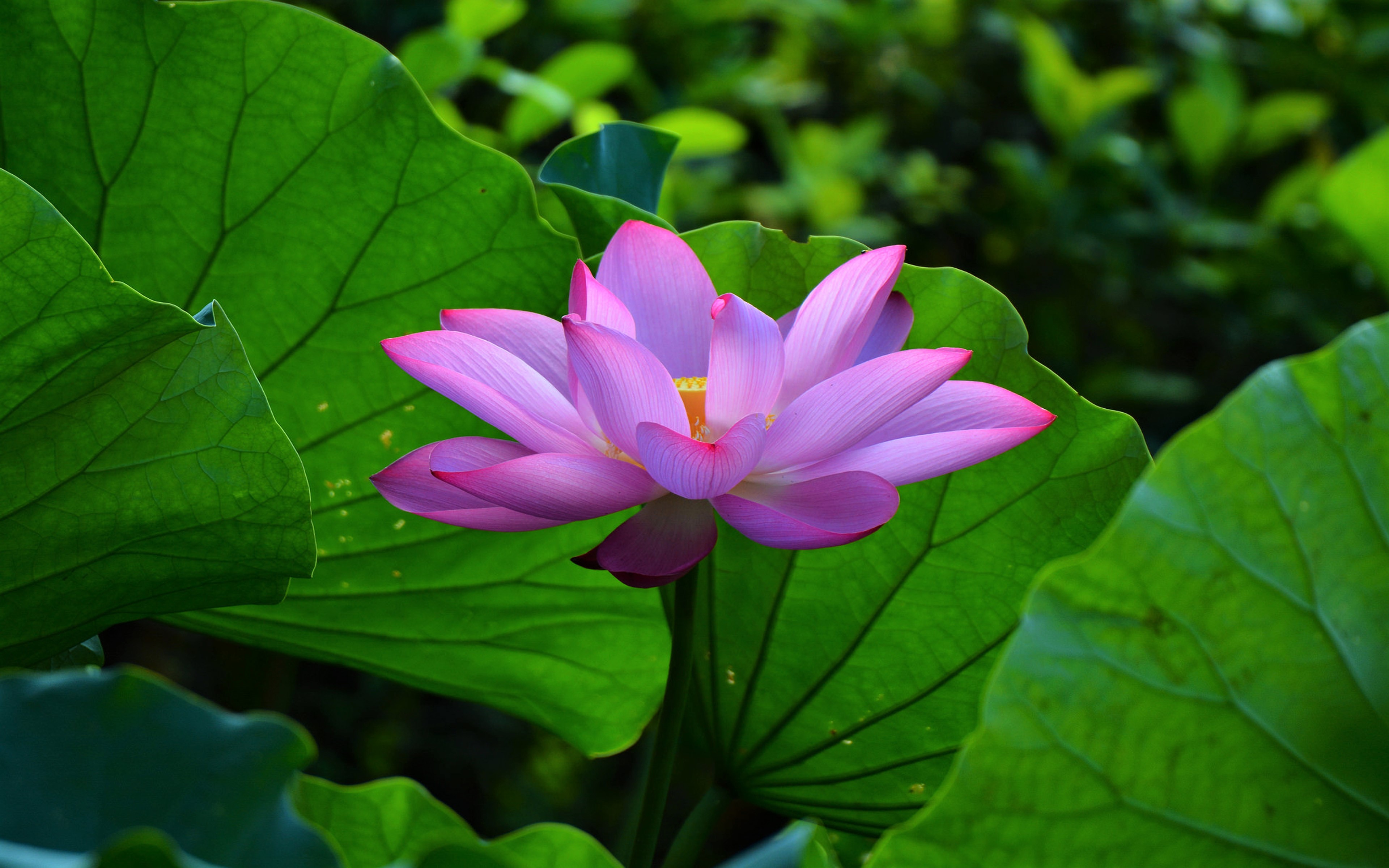 Flower Lotus Pink Flower 3840x2400