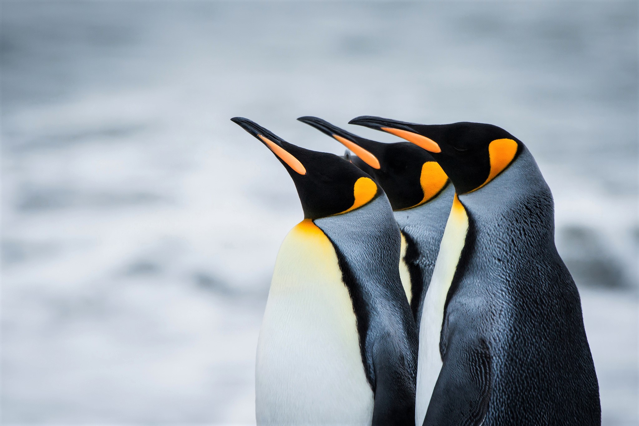 Animal Bird King Penguin Penguin 2048x1365