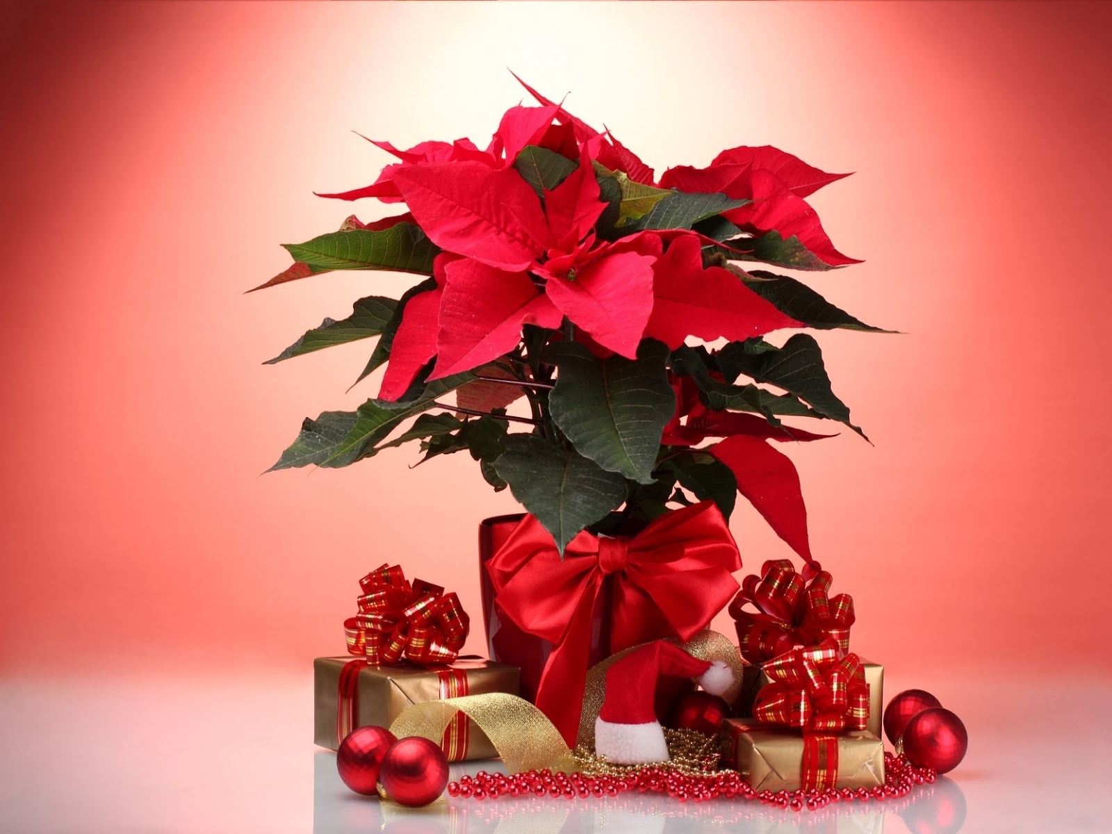 Bauble Christmas Decoration Flower Gift Plant Poinsettia Red 1600x1200