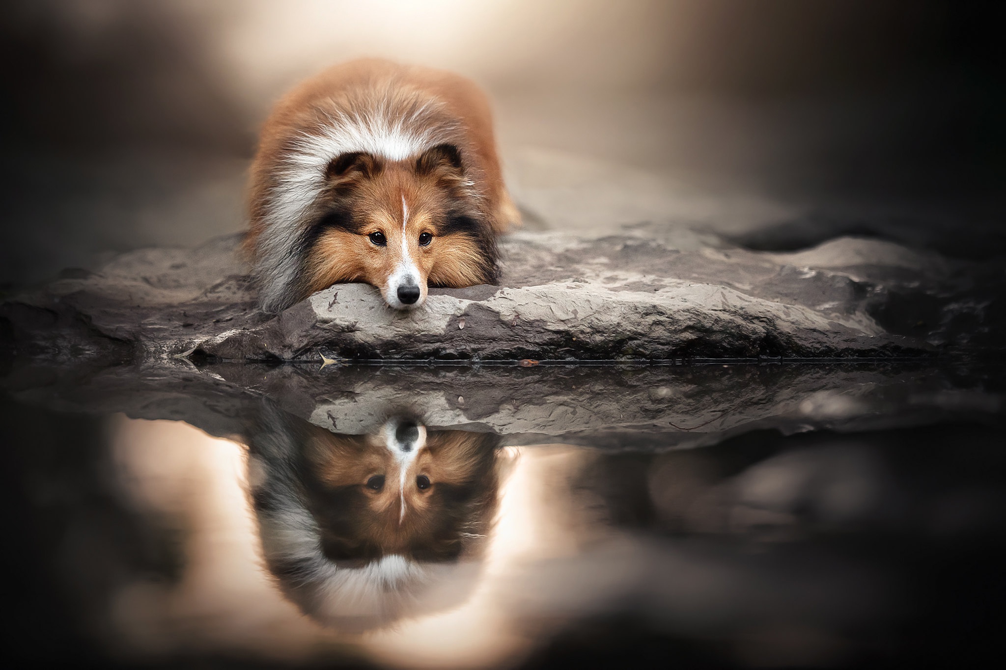 Dog Pet Reflection Shetland Sheepdog 2048x1365