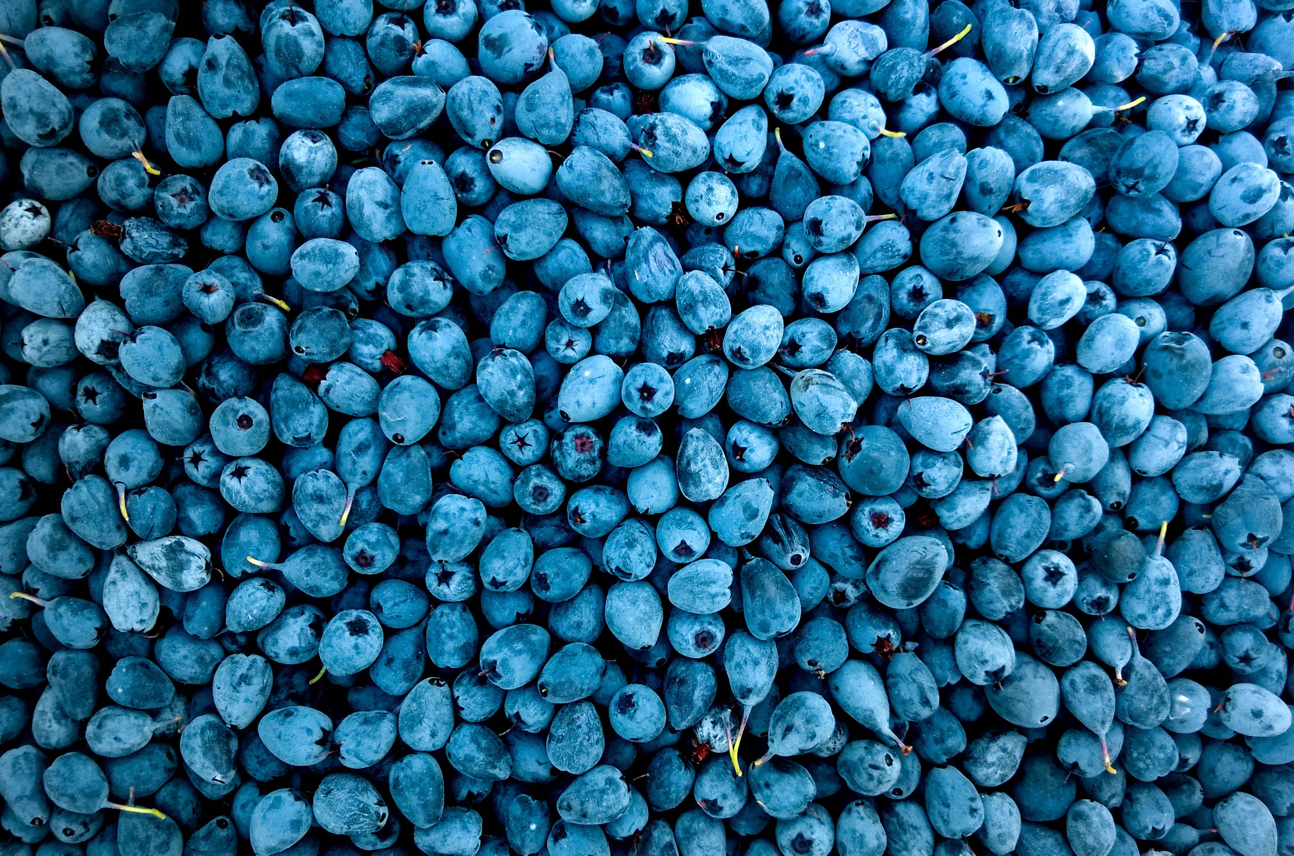 Blueberry 4535x3000