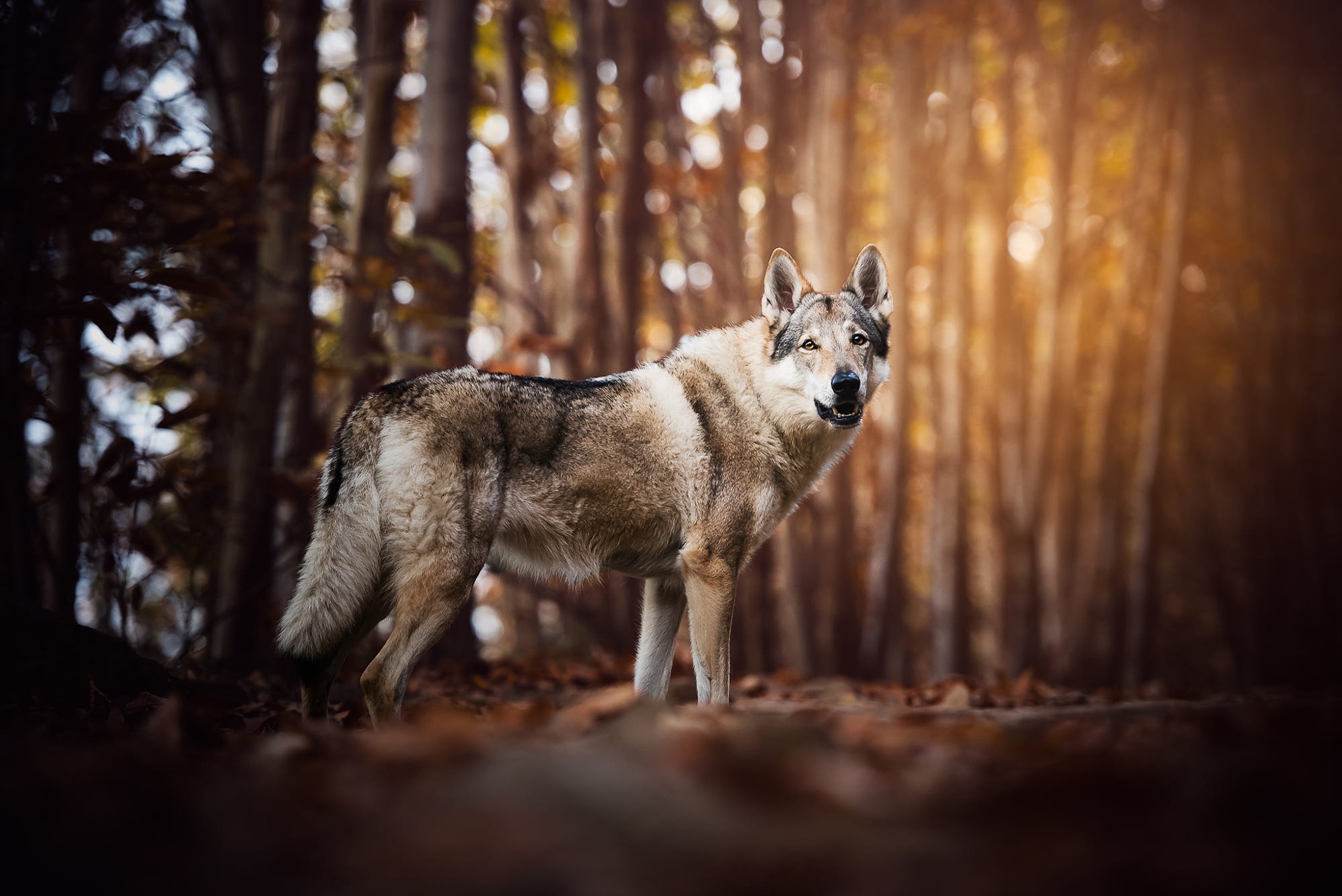 Czechoslovakian Wolfdog Wildlife Wolfdog Predator Animal 2048x1367
